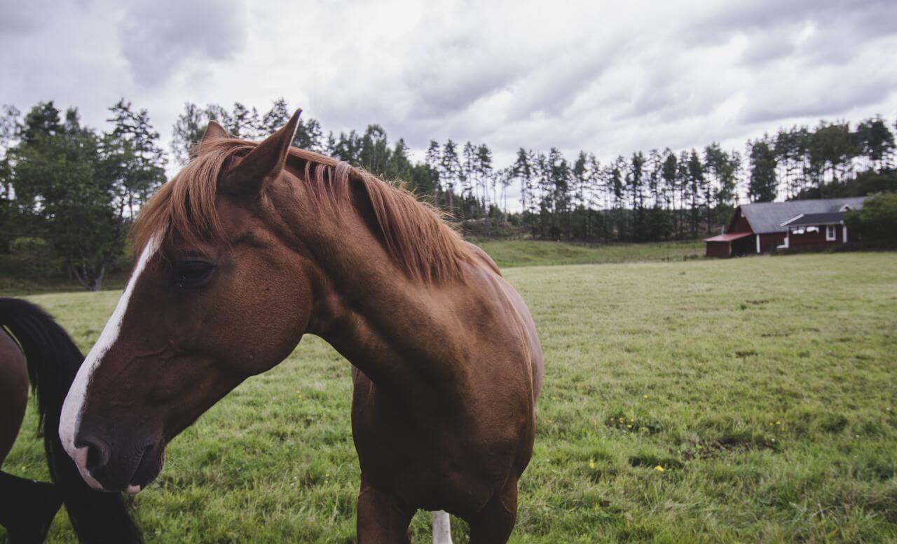 Agriculture Stock Free