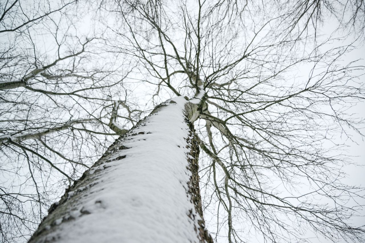 Tree trunk in the snow Stock Free