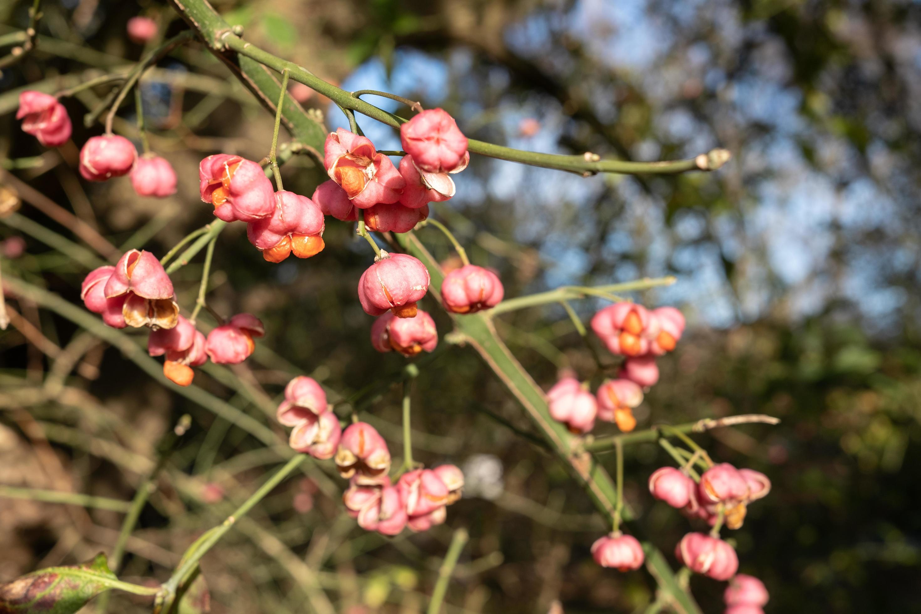 Euonymus with bright flowers and fetus, on a sunny autumn day. Stock Free