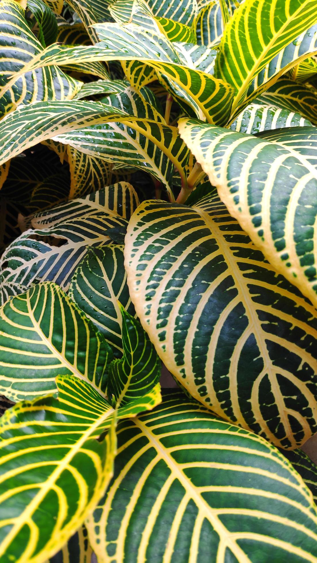 Aphelandra squarrosa or zebra plant is a plant species in the family Acanthaceae, which comes from the vegetation of the Brazilian Atlantic Forest. Stock Free