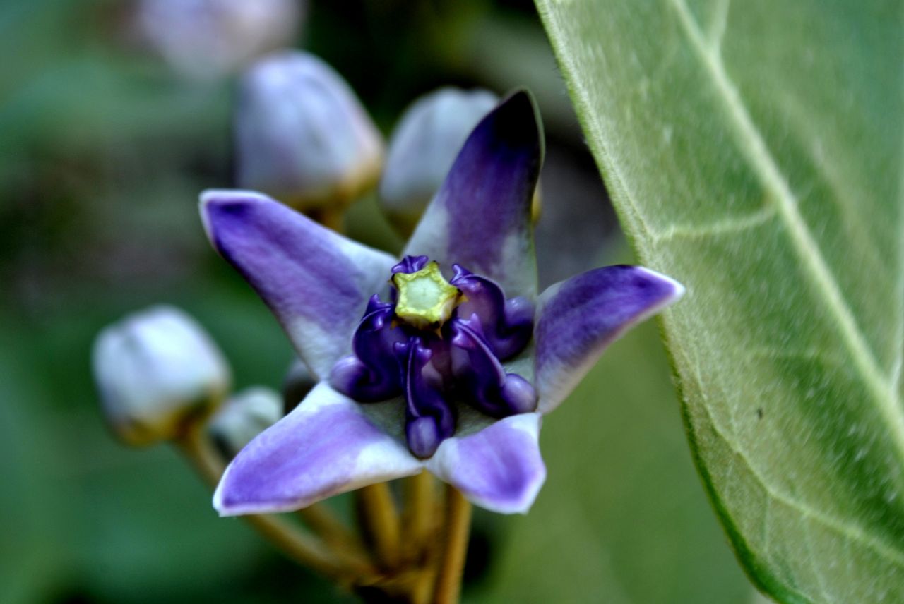 Blue Purple Flower Stock Free