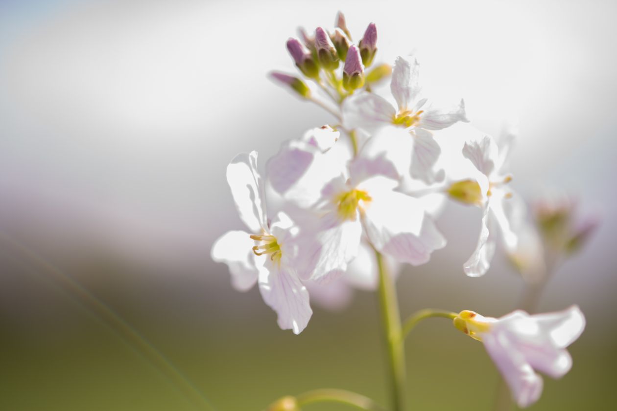 Flowers in the Spring Stock Free