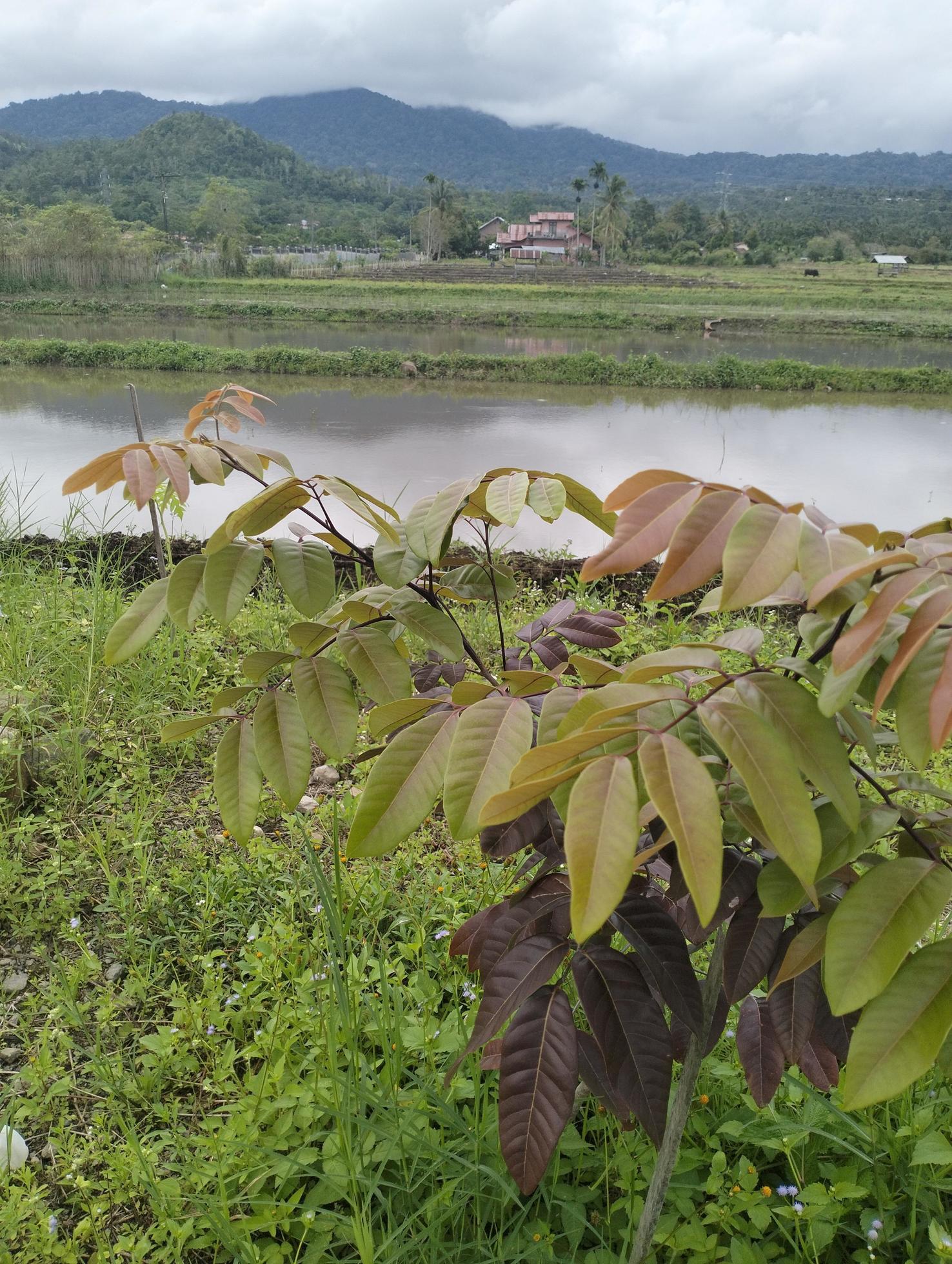 Photo longan dimocarpus, longan leaves selected for natural backround Stock Free