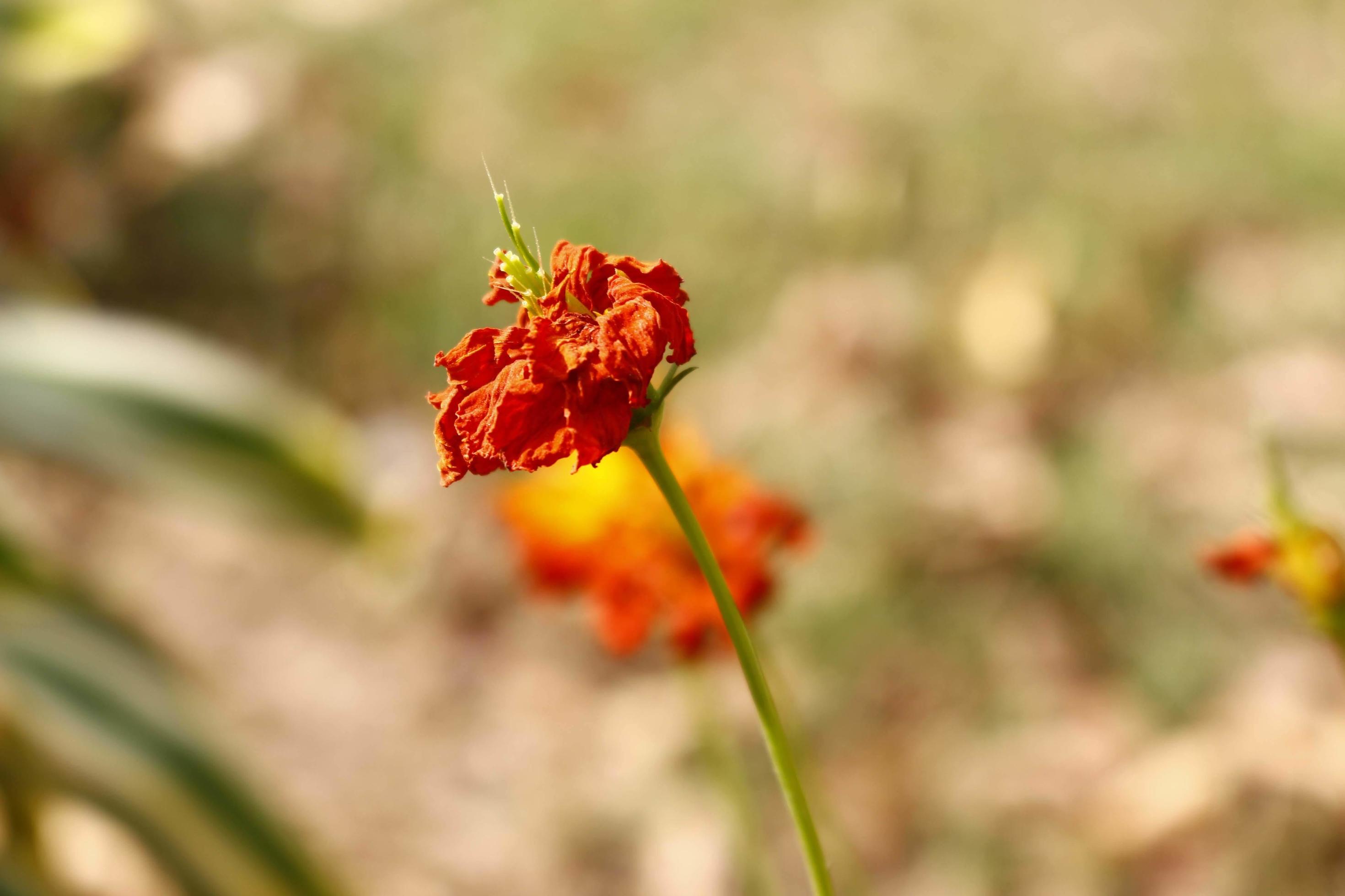 Bright Colored Flowering Plants in Outdoor Garden In Karachi Pakistan 2022 Stock Free