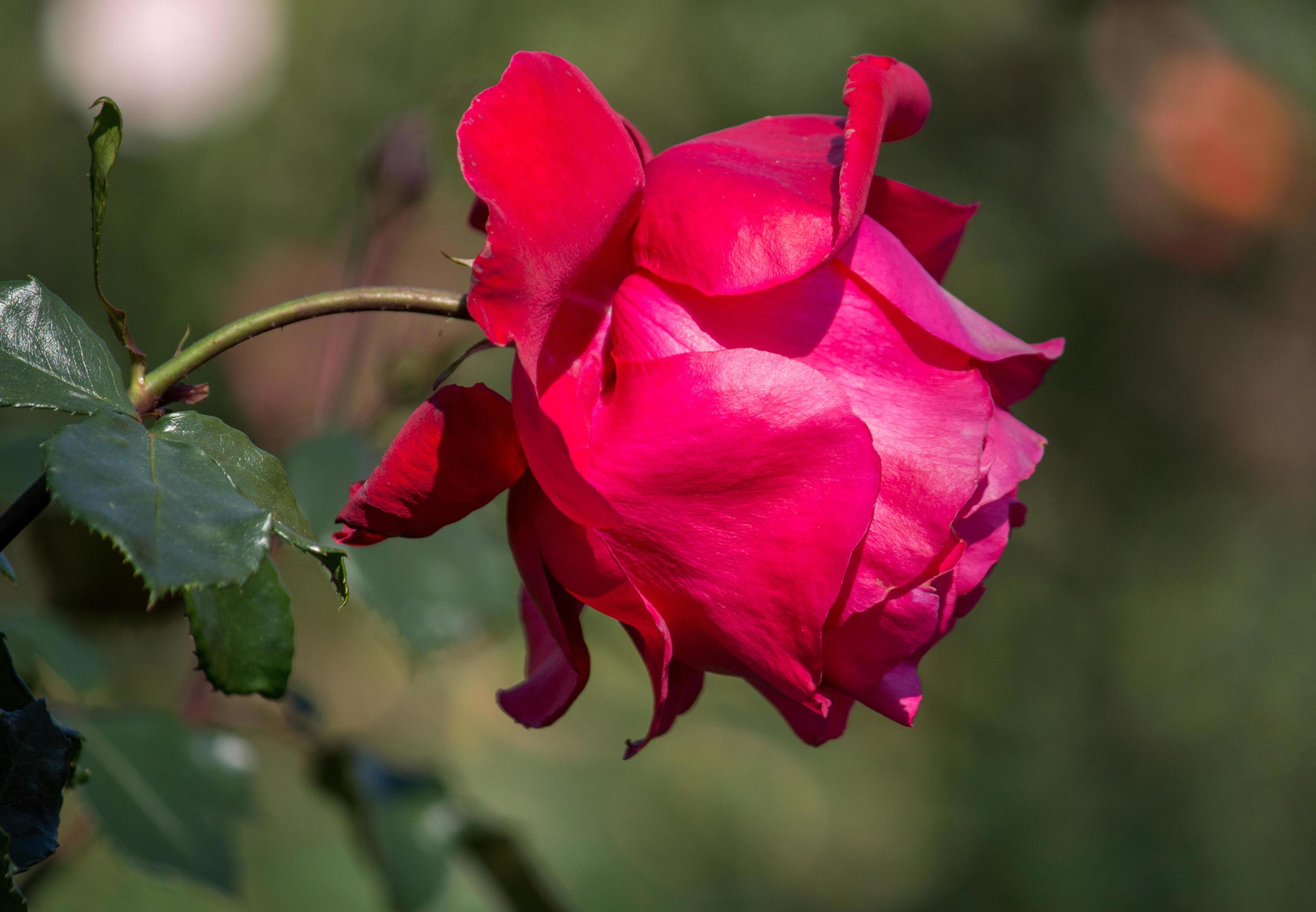 red rose flower in the garden Stock Free