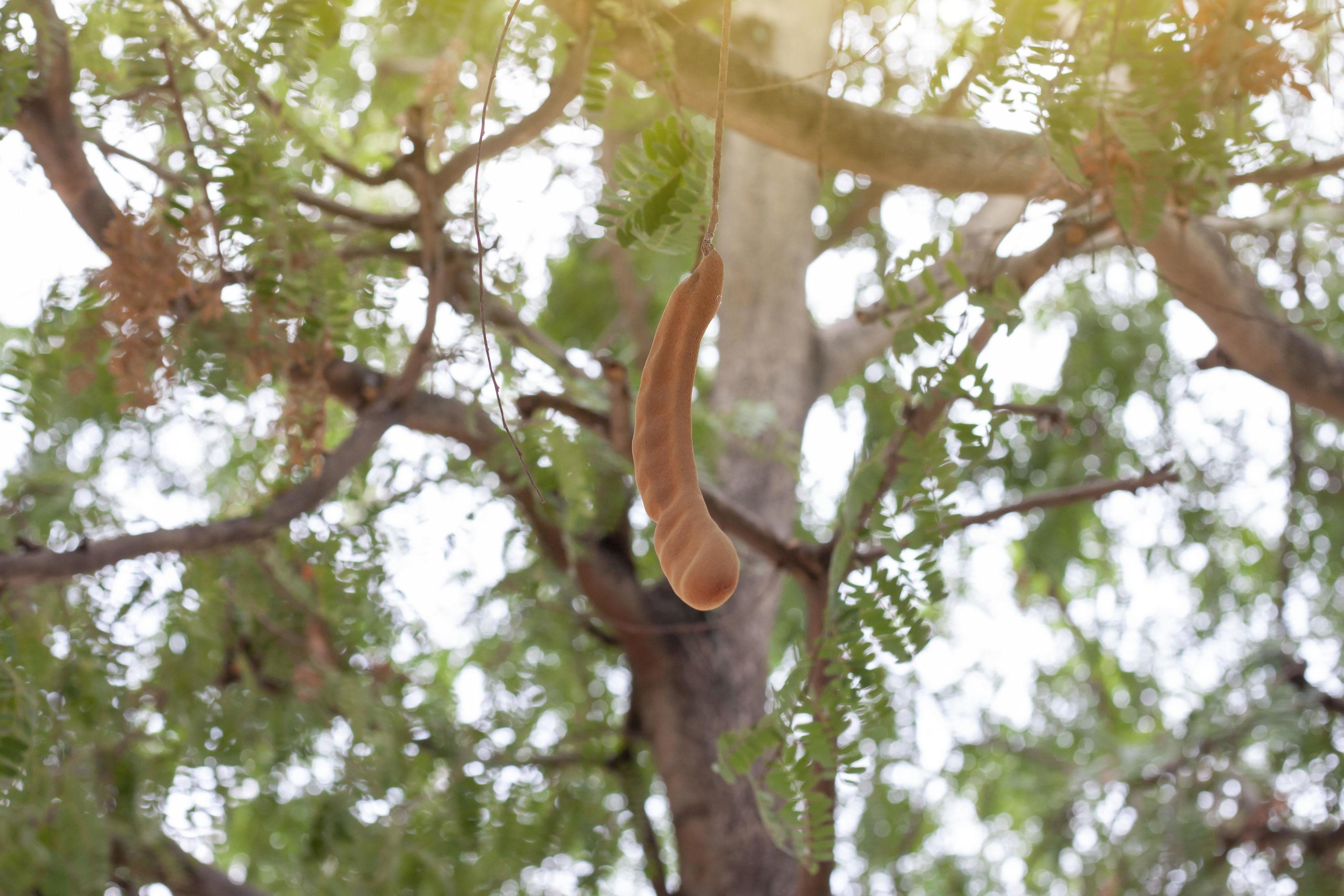 Tamarind on tree with sunlight on nature background. Stock Free