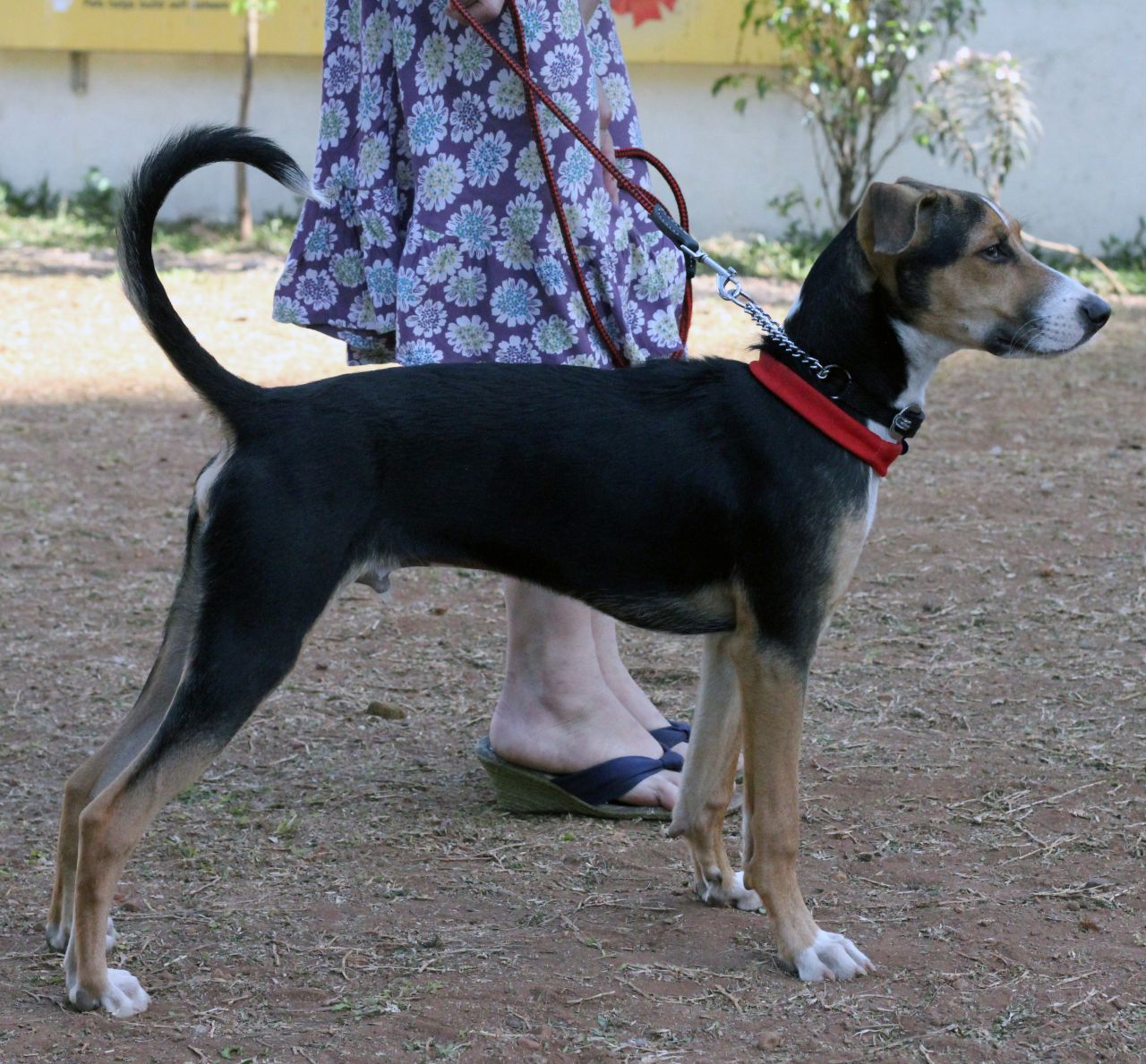 Dog With Owner Stock Free