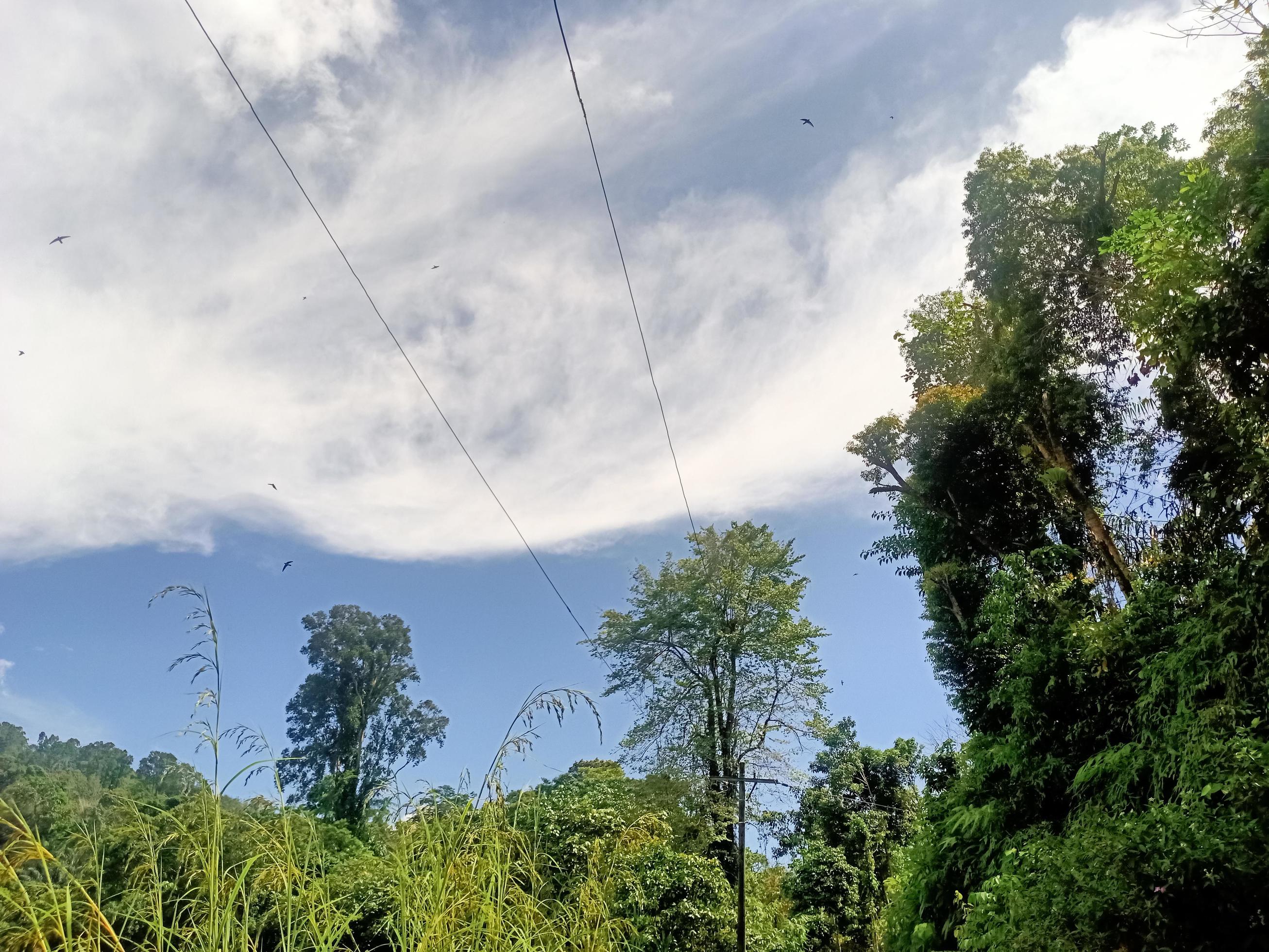 beautiful view clear blue sky and lots of natural green trees Stock Free