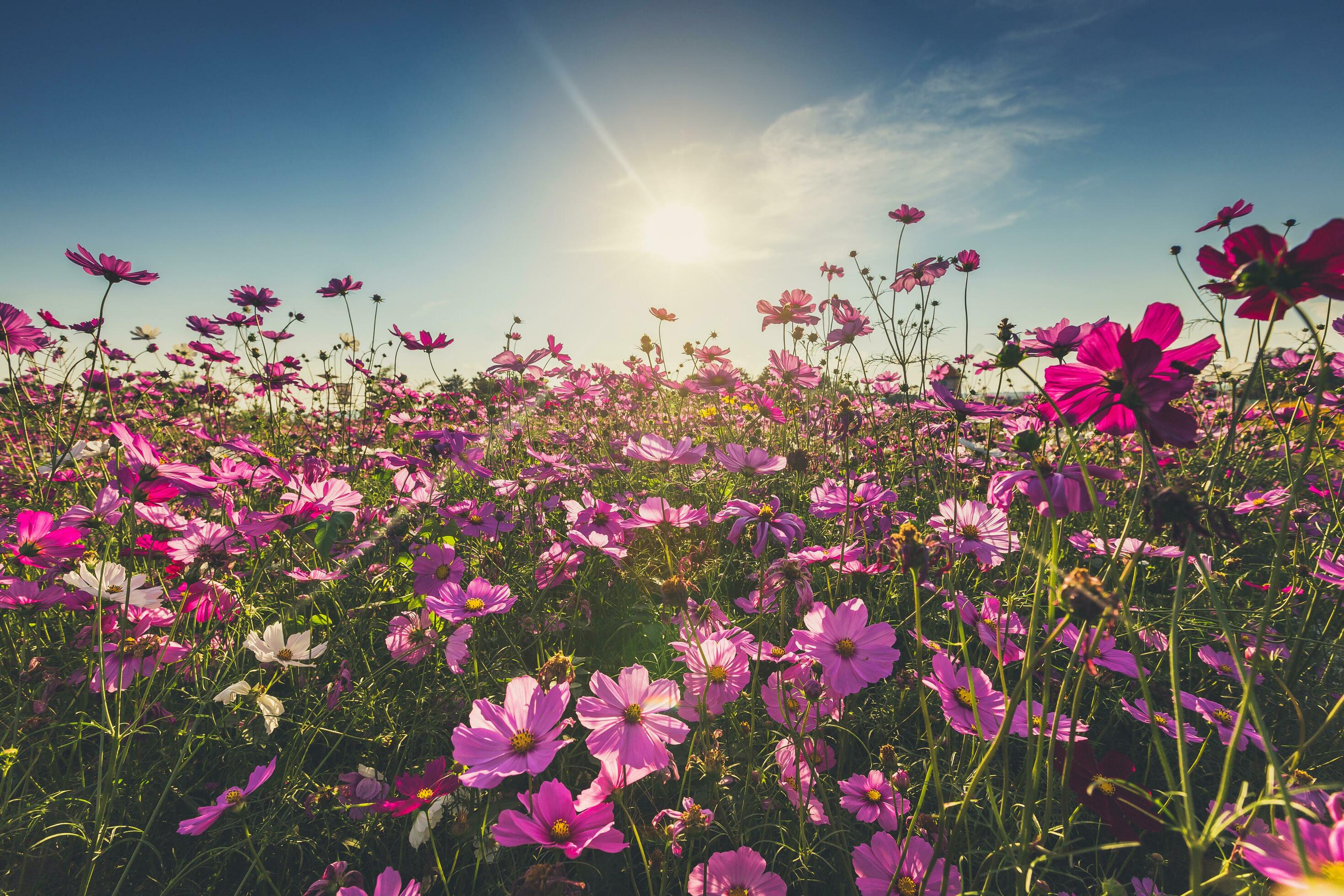 The beautiful cosmos flower in full bloom with sunlight. Stock Free