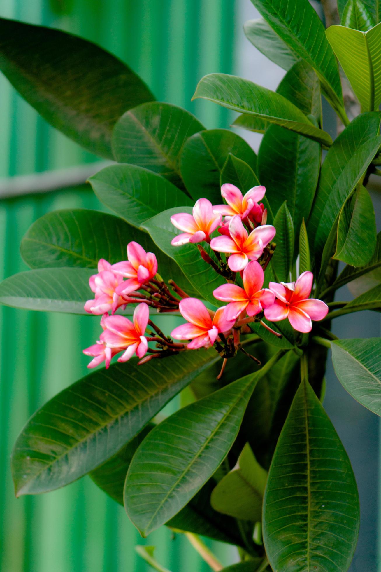 plumeria flower in the garden Stock Free