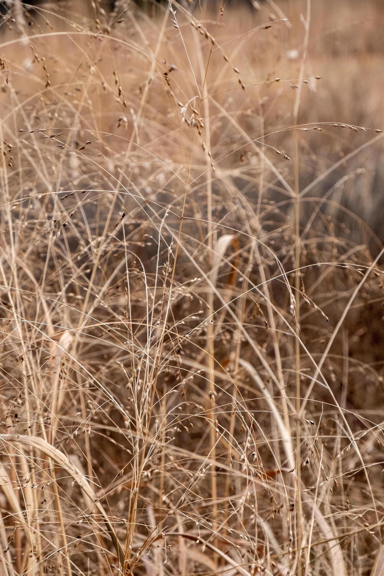 Brown nature background Stock Free