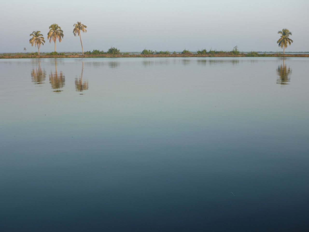 Palm Trees Reflection Stock Free