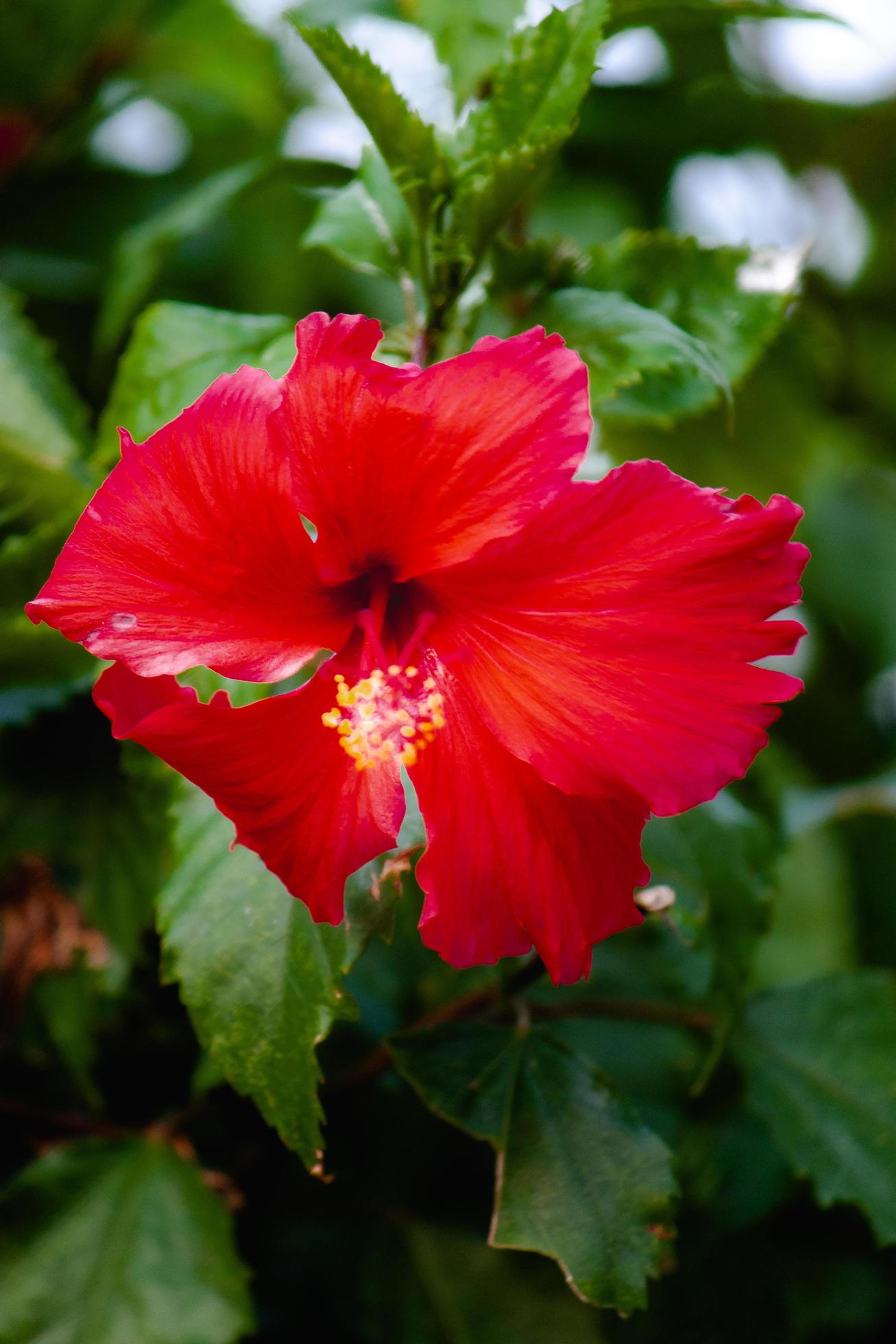 hibiscus flower in the garden Stock Free