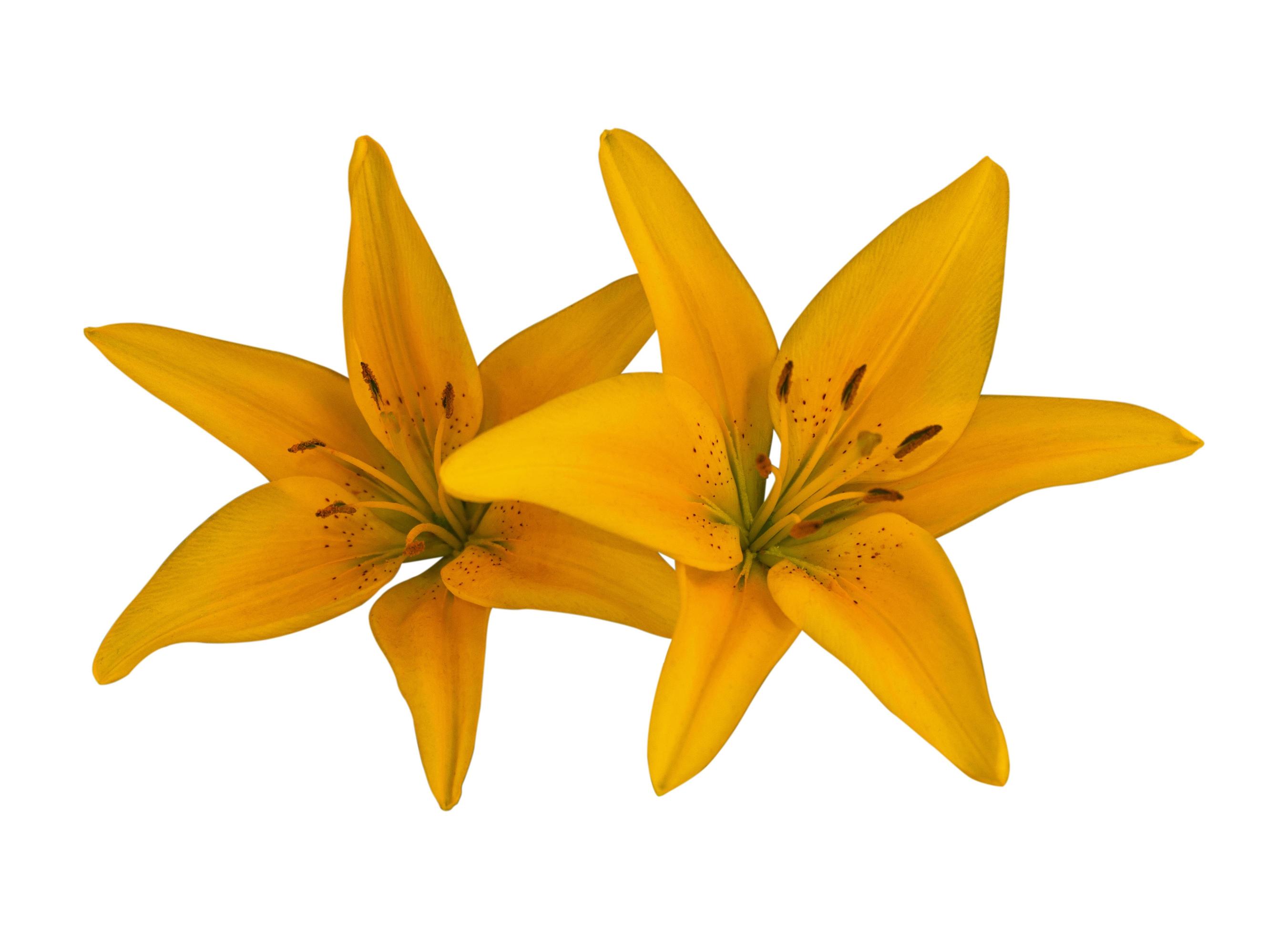 fresh yellow lily flower isolated Stock Free