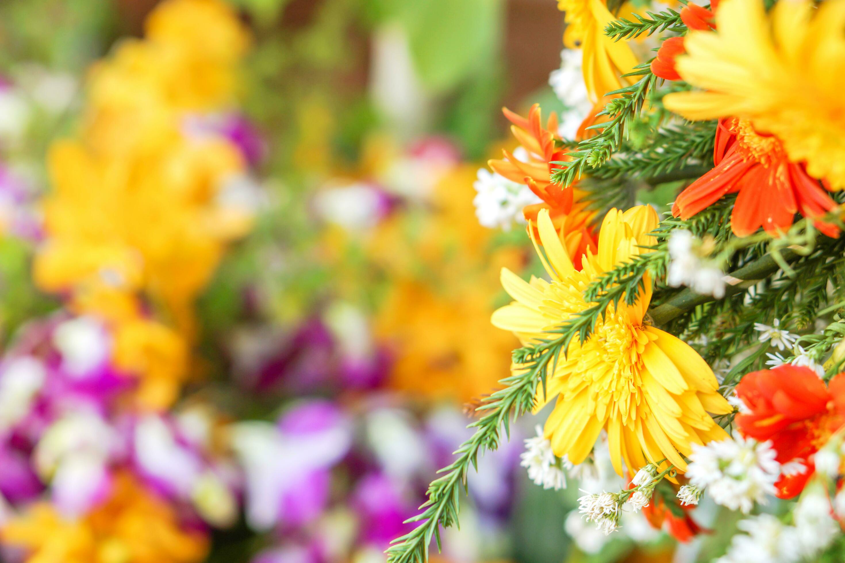 Closeup beautiful yellow flowers with decoration plants and colorful flowers on blurry background. Stock Free