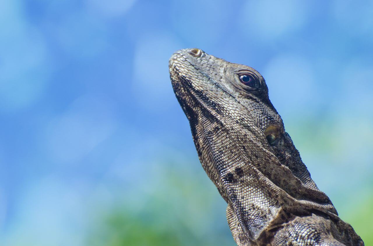 Iguana Lizard Blue Sky Stock Free