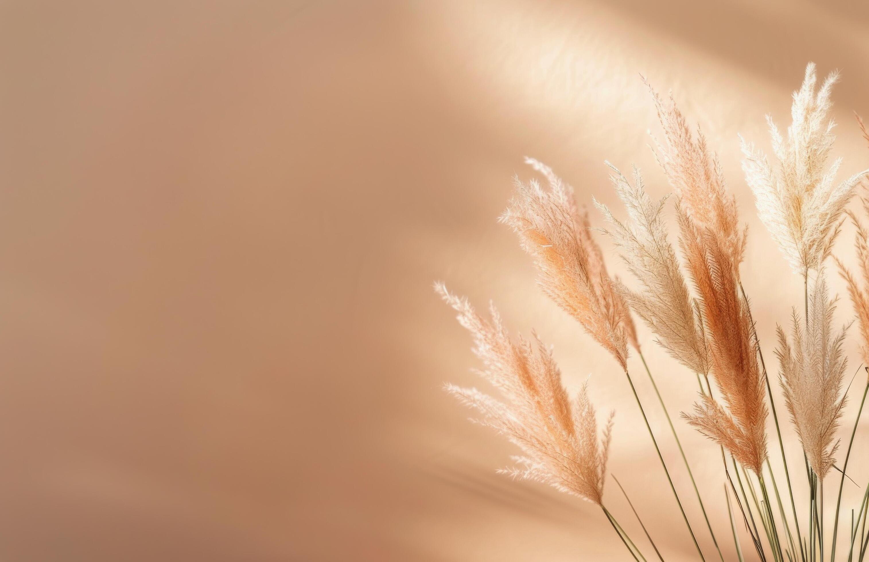 Pampas Grass Against A Soft Background Stock Free