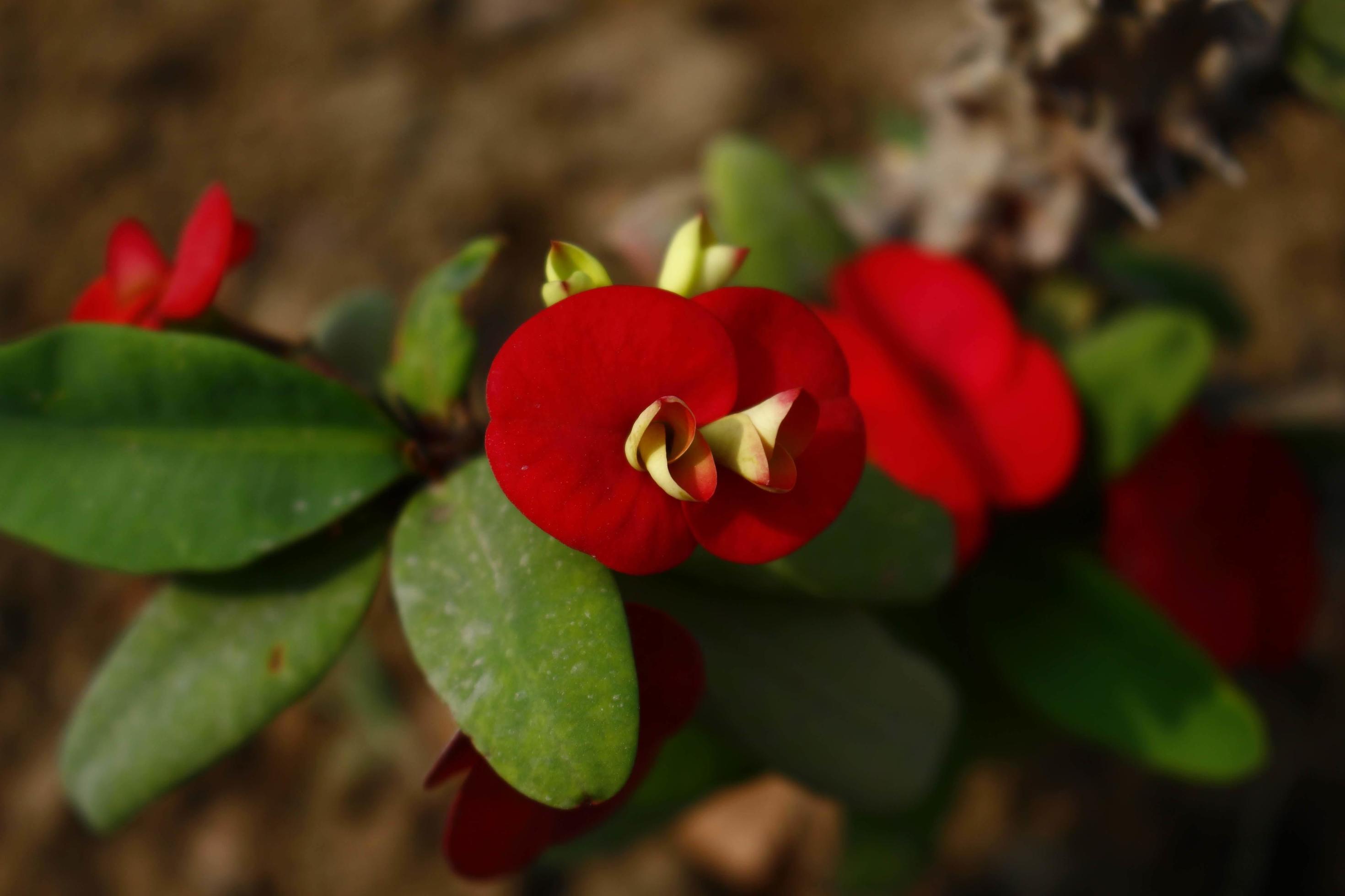 Flowering Plants in Outdoor Garden in Karachi Pakistan 2022 Stock Free