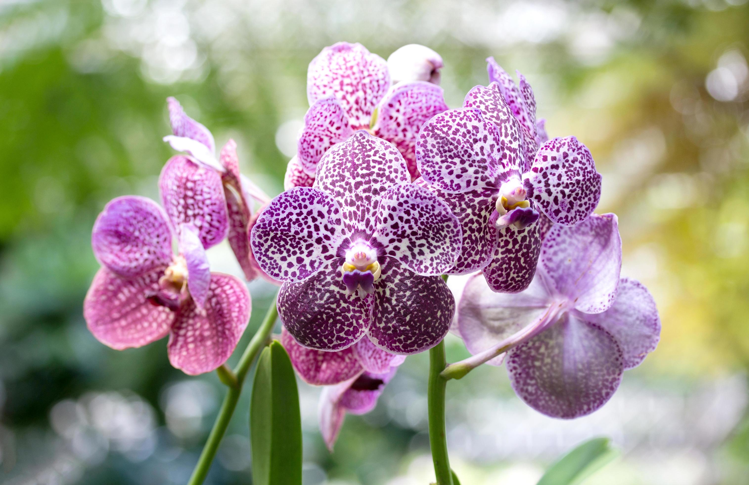 Purple orchid flower Stock Free