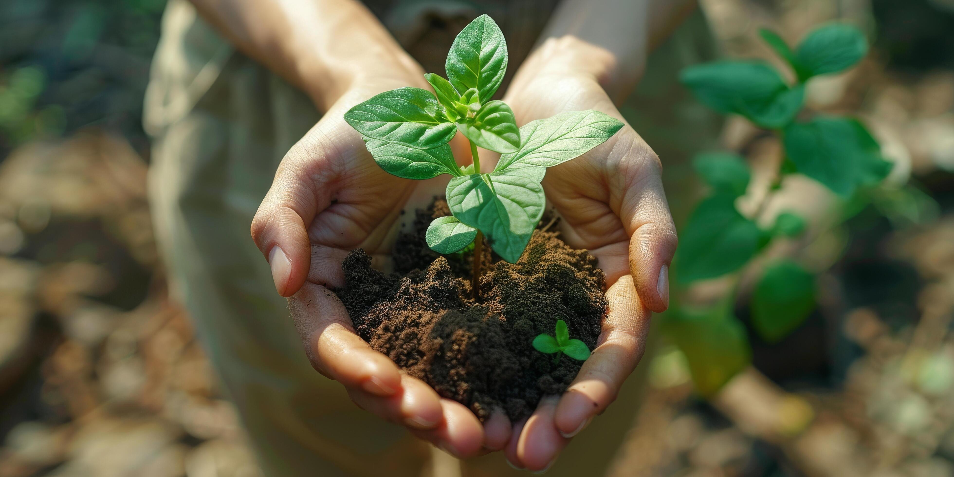 Person Holding a Plant Stock Free