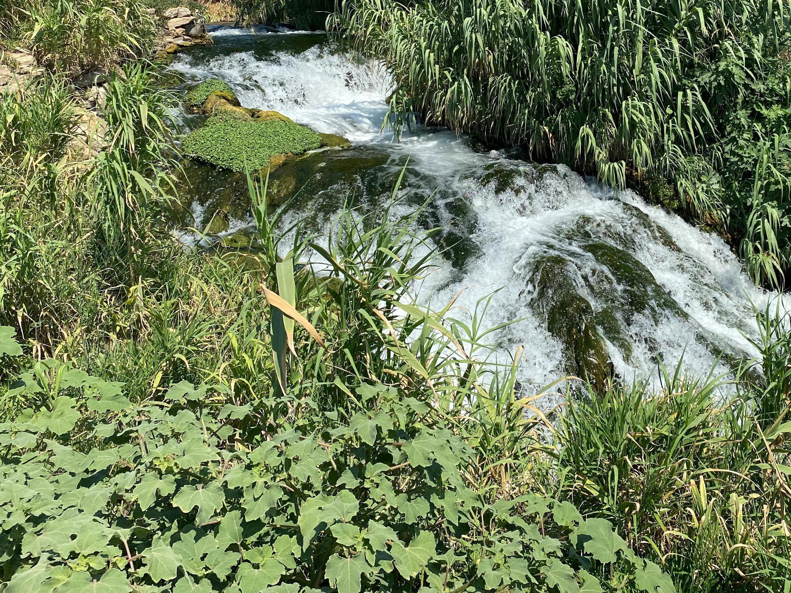 Close up of small waterfall and green plants in nature Stock Free