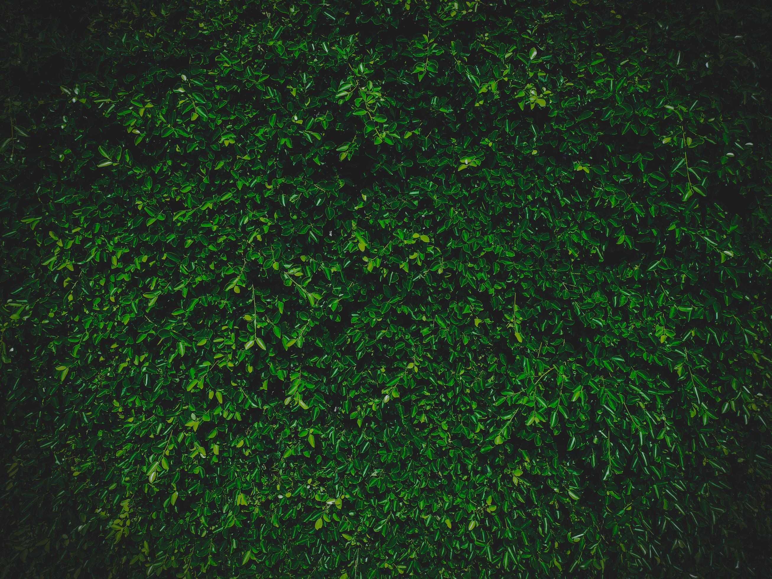 Green leaves natural wall background with vignetting Stock Free