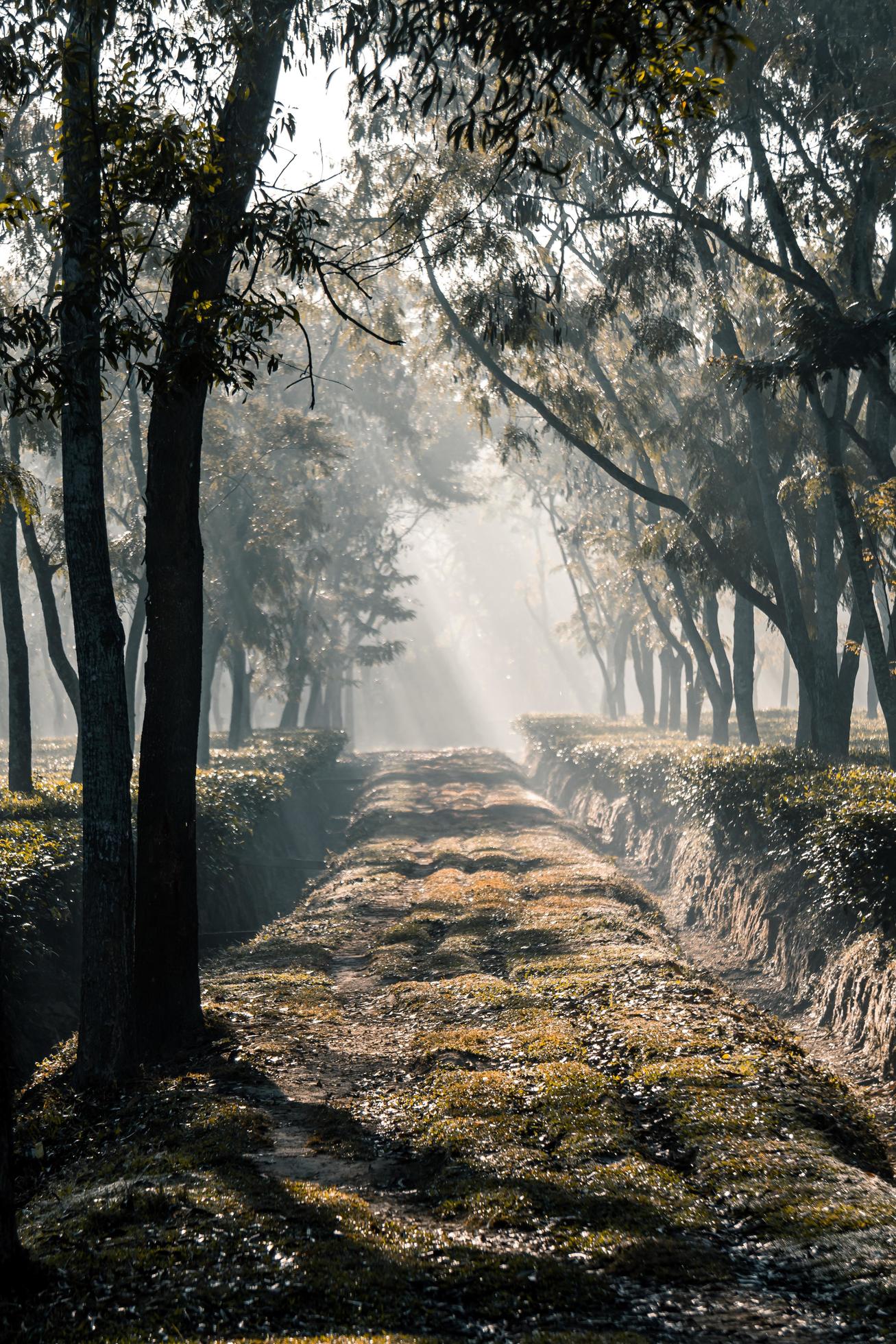 The sunrise as it rises in the foggy morning of winter at tea garden Stock Free