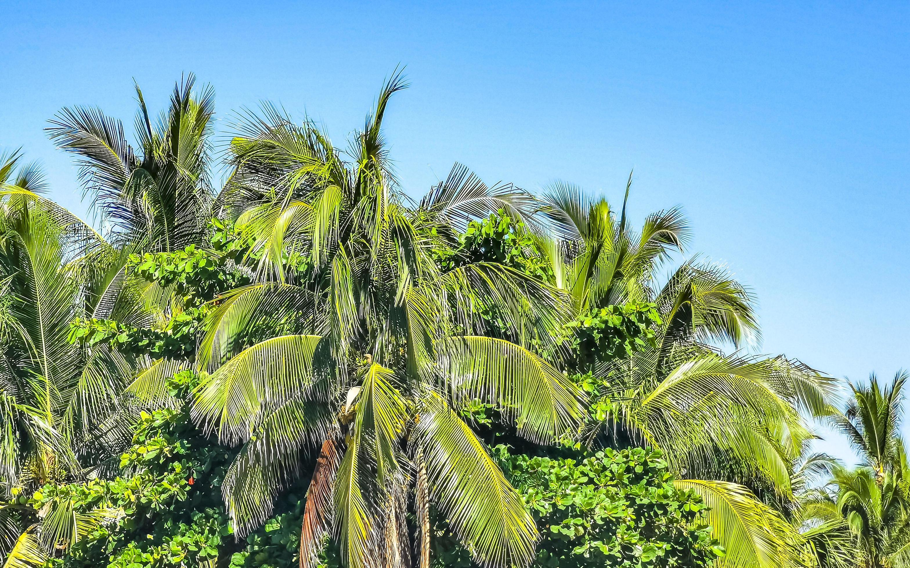 Tropical natural palm tree coconuts blue sky in Mexico. Stock Free