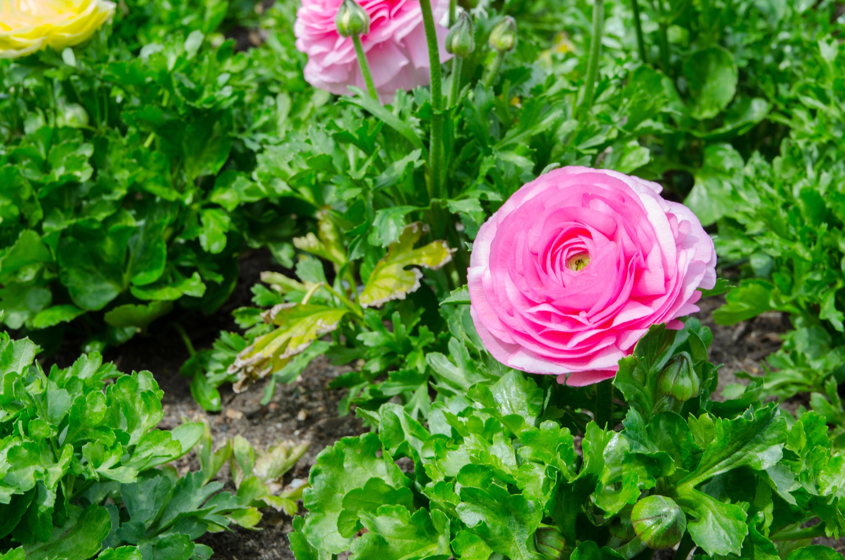 Lovely pink beautiful rose flower with green leaves in the garden. Stock Free