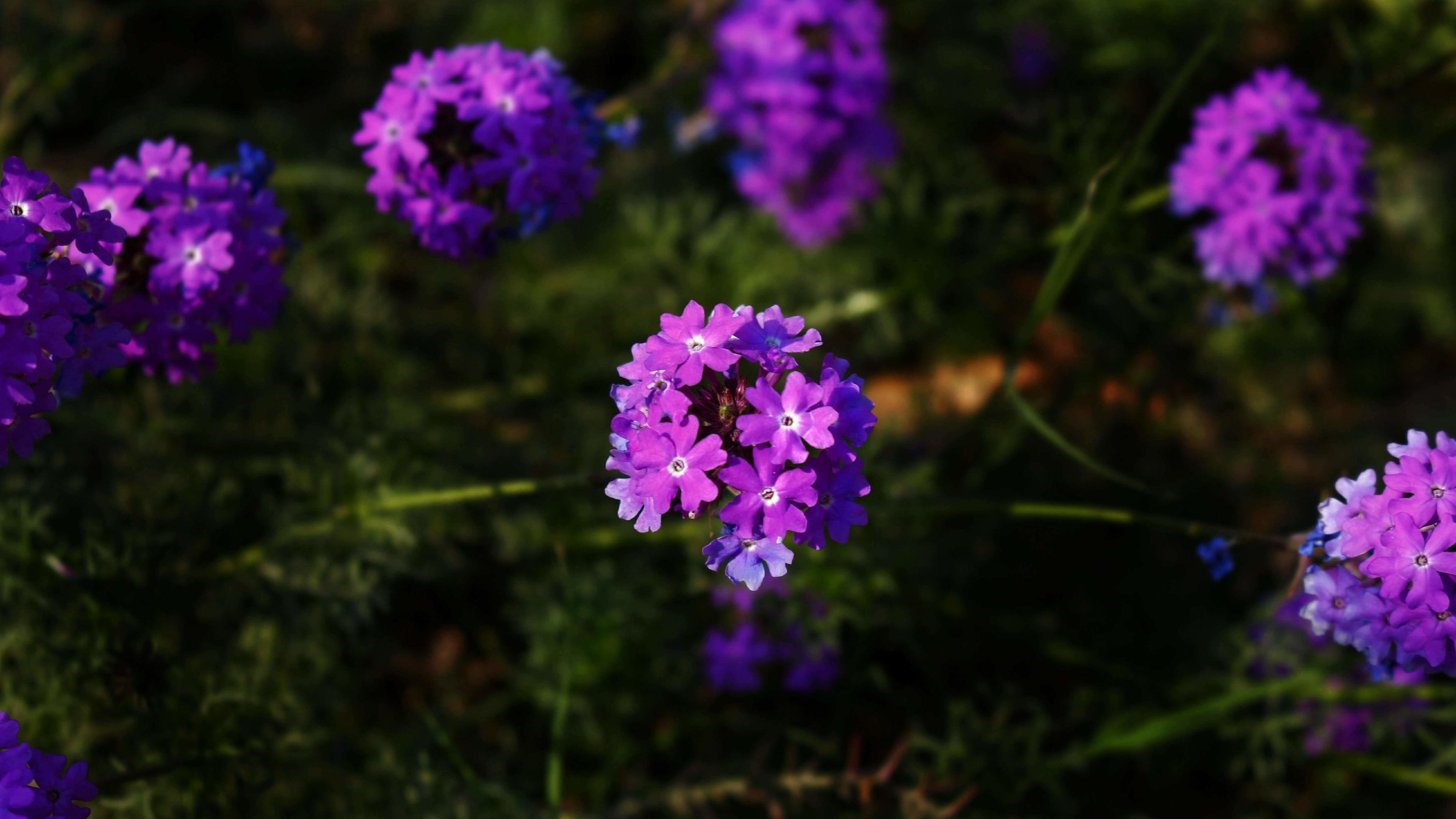 Bright Colorful Flowers In Outdoor Garden in Karachi Pakistan 2022 Stock Free