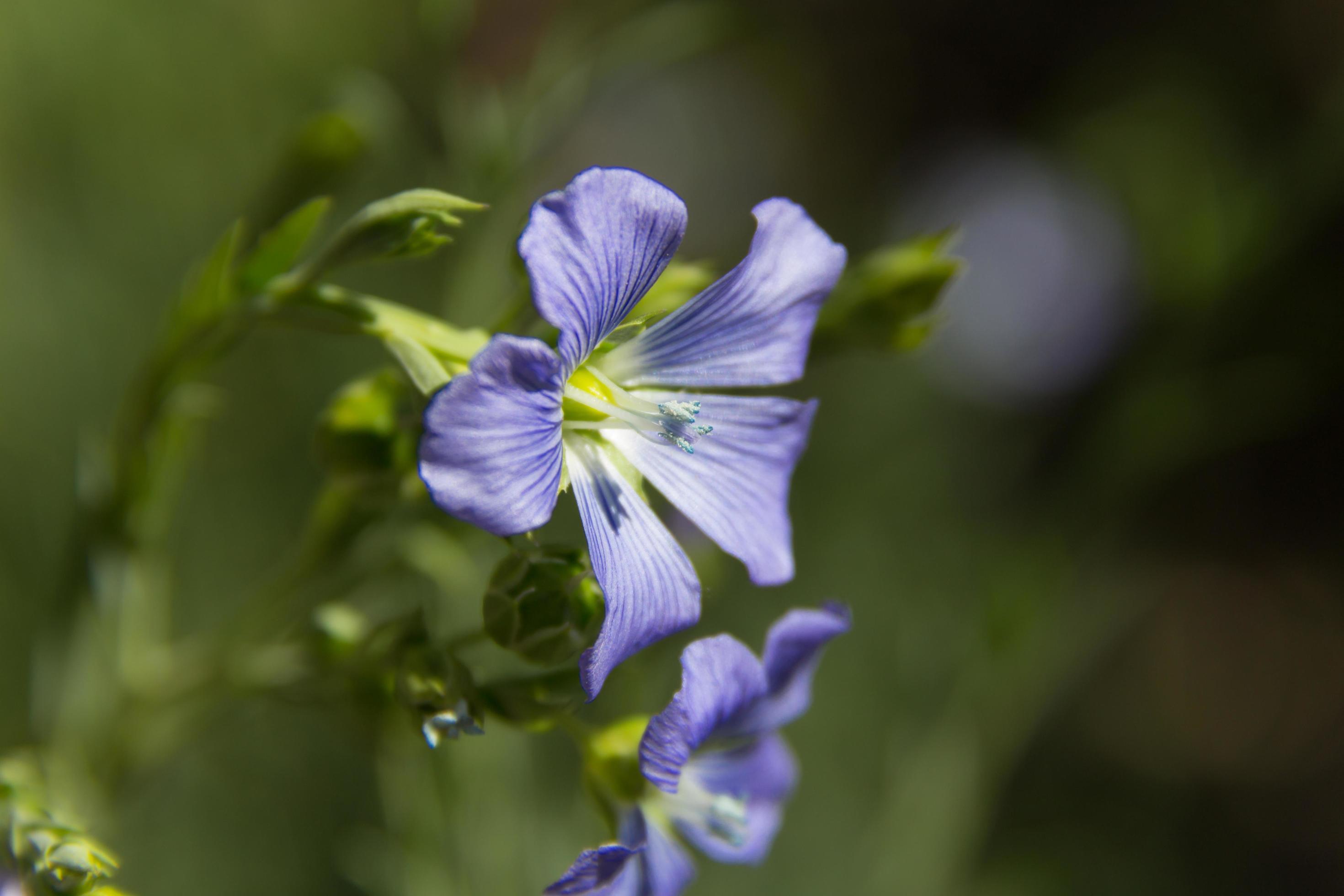 detail of the flax flower in the garden Stock Free