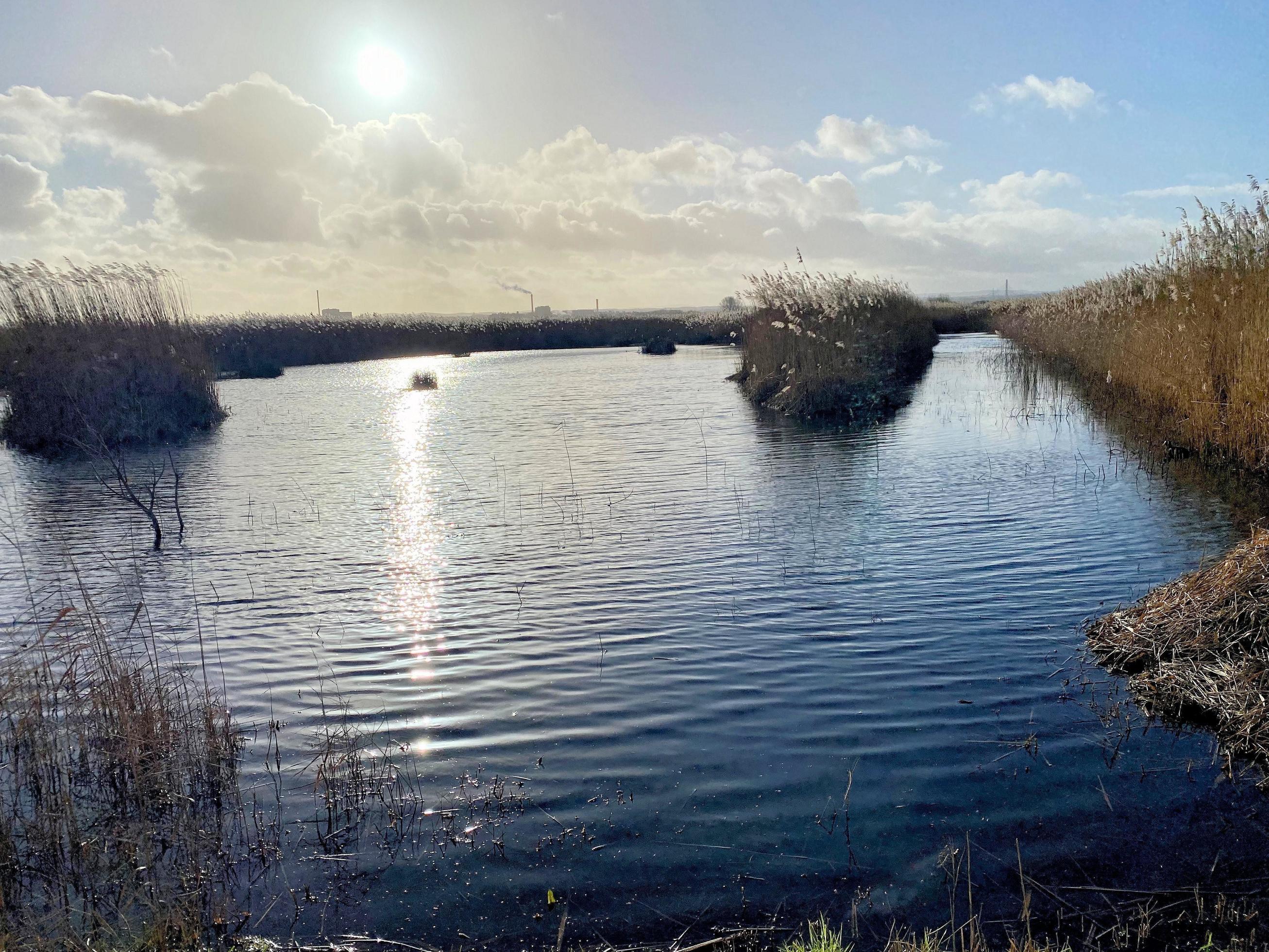 
									A view of Burton Mere Wetlands Nature Reserve Stock Free