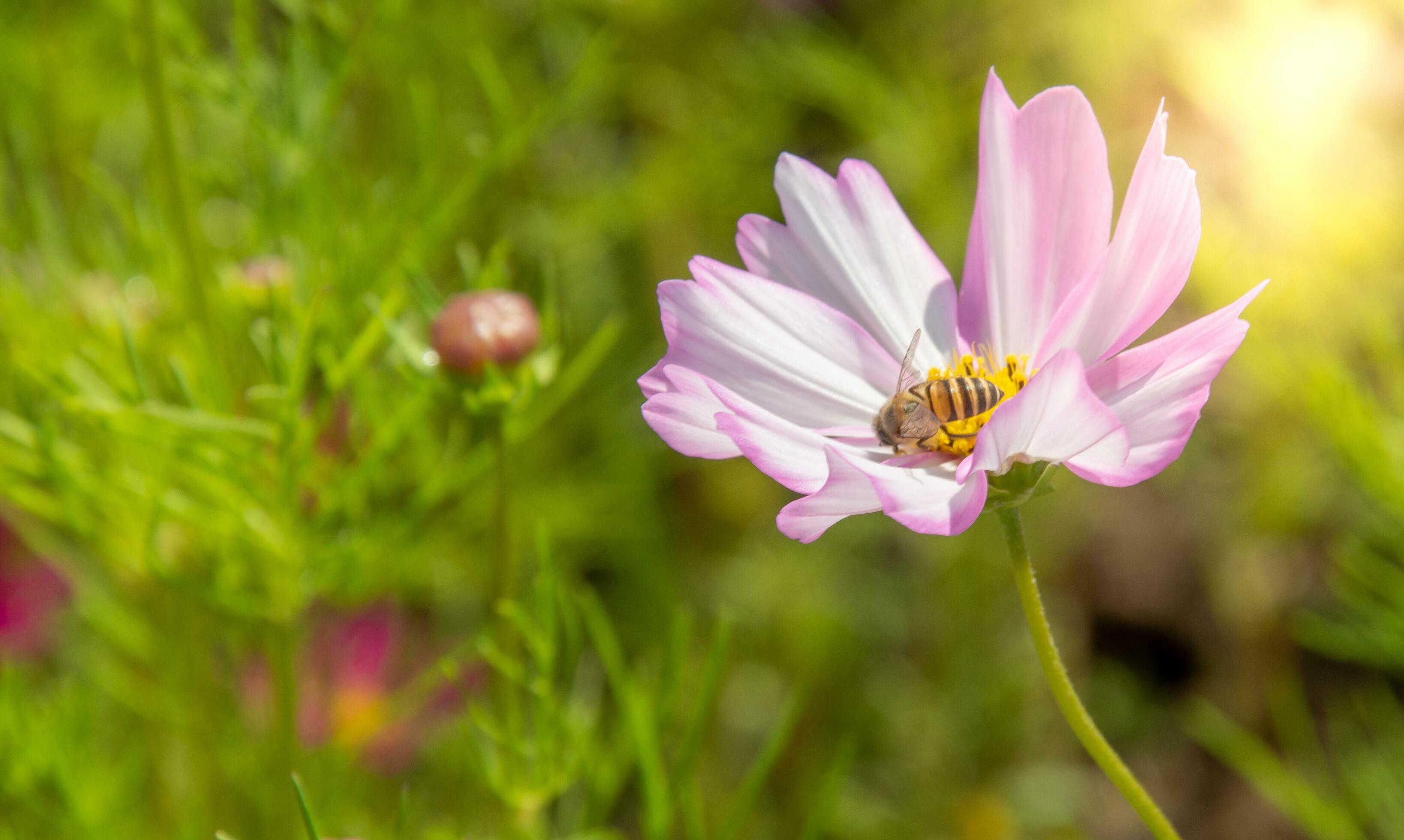 Pink cosmos flowers blooming outdoors, little bees on yellow pollen, sunny afternoon in a botanical garden. copy space Stock Free