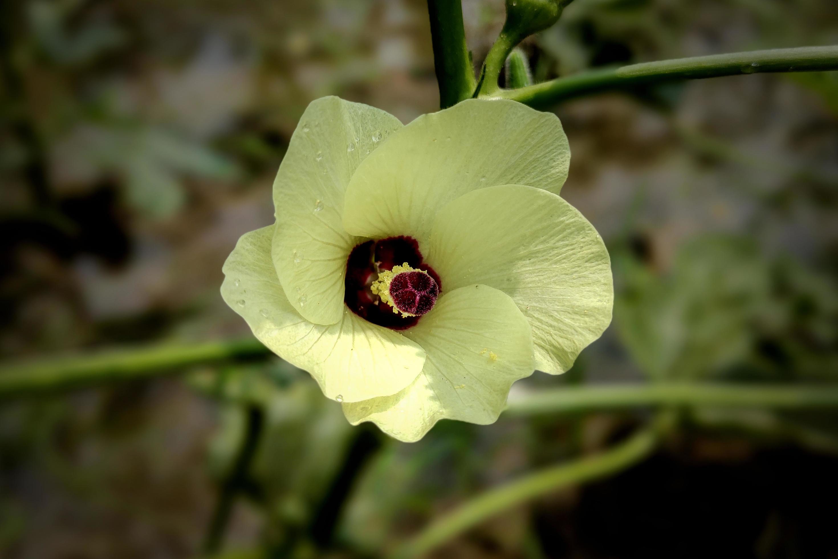 Lady’s Finger or Okra Tree Flower Photo Stock Free