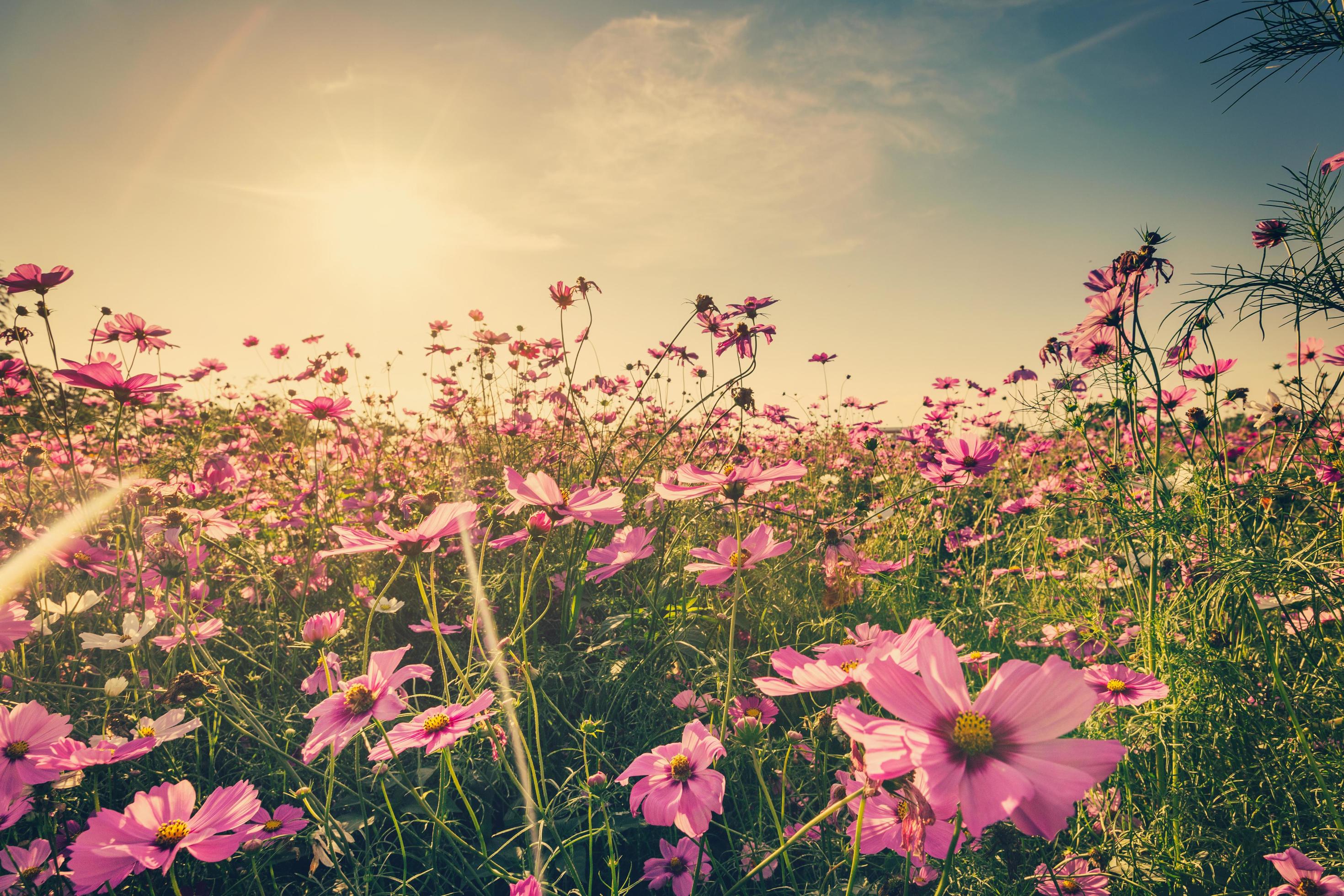 Field cosmos flower and sky sunlight with Vintage filter. Stock Free