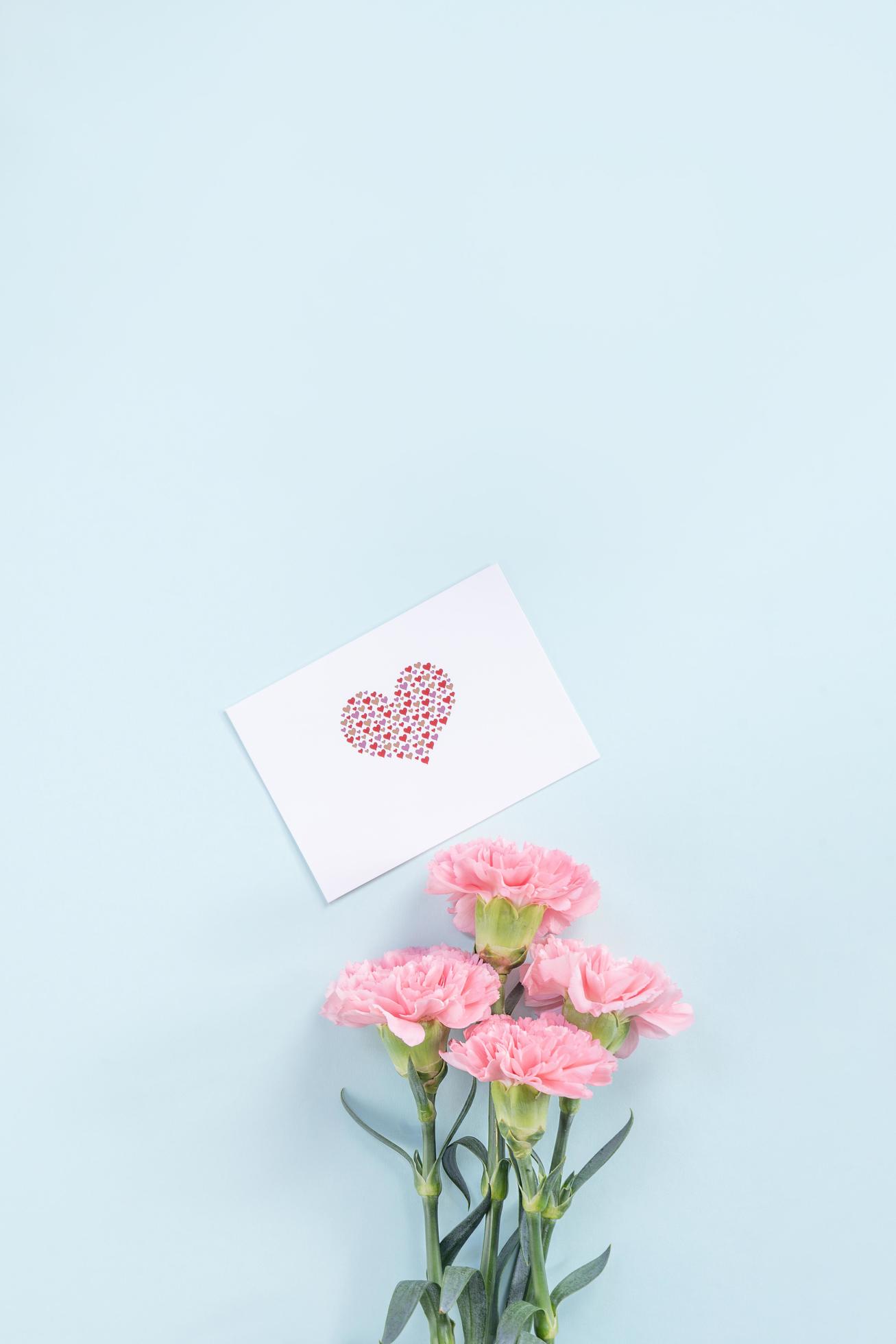 Beautiful, elegant pink carnation flower over bright light blue table background, concept of Mother’s Day flower gift, top view, flat lay, overhead Stock Free