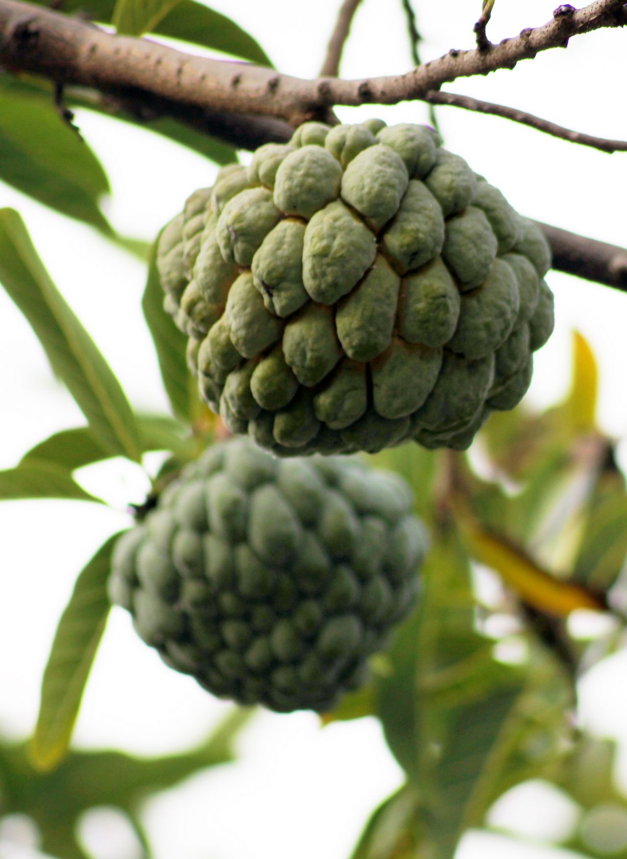 Custard Apple Fruit Plant Stock Free