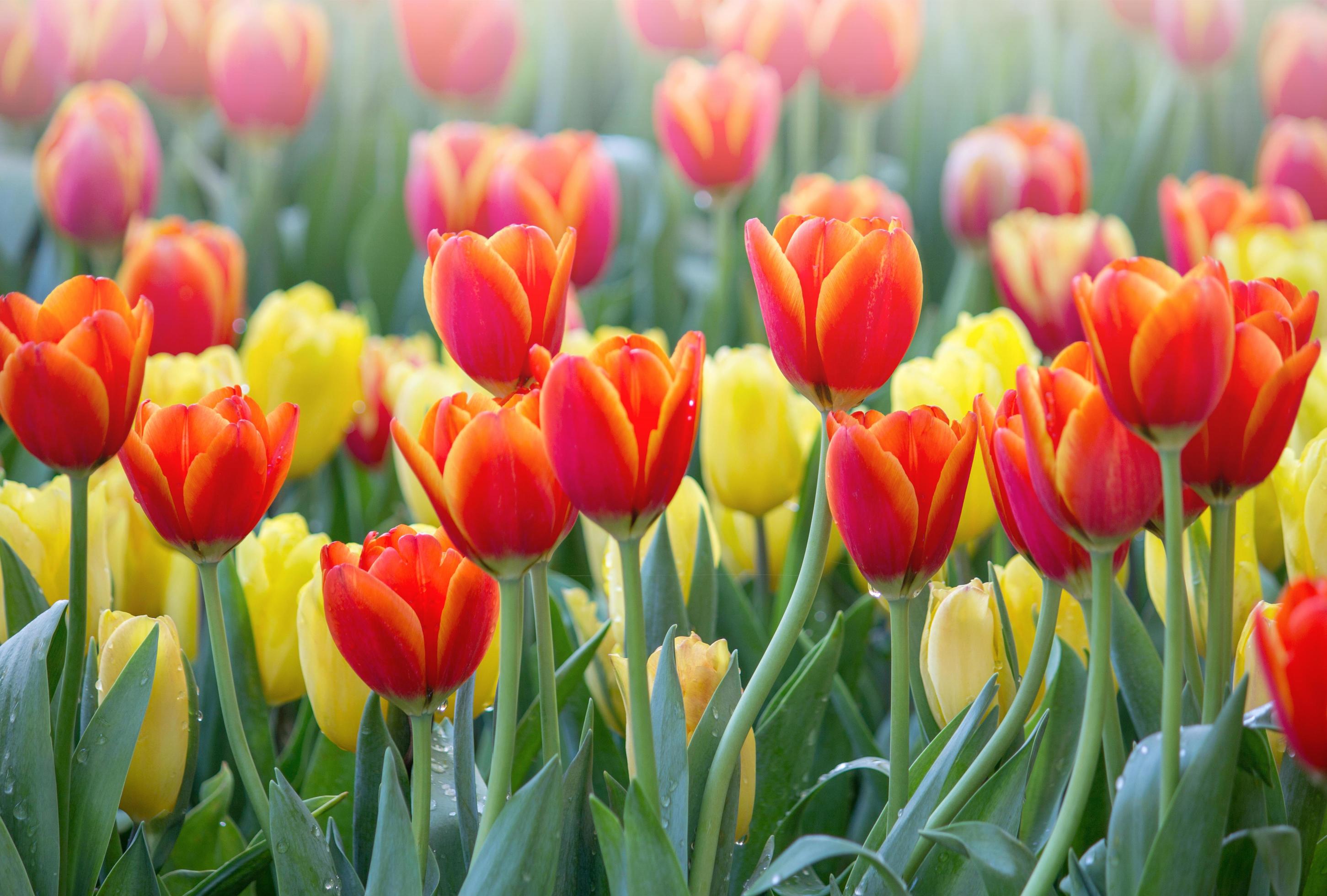 Colorful tulip flower fields blooming in the garden Stock Free