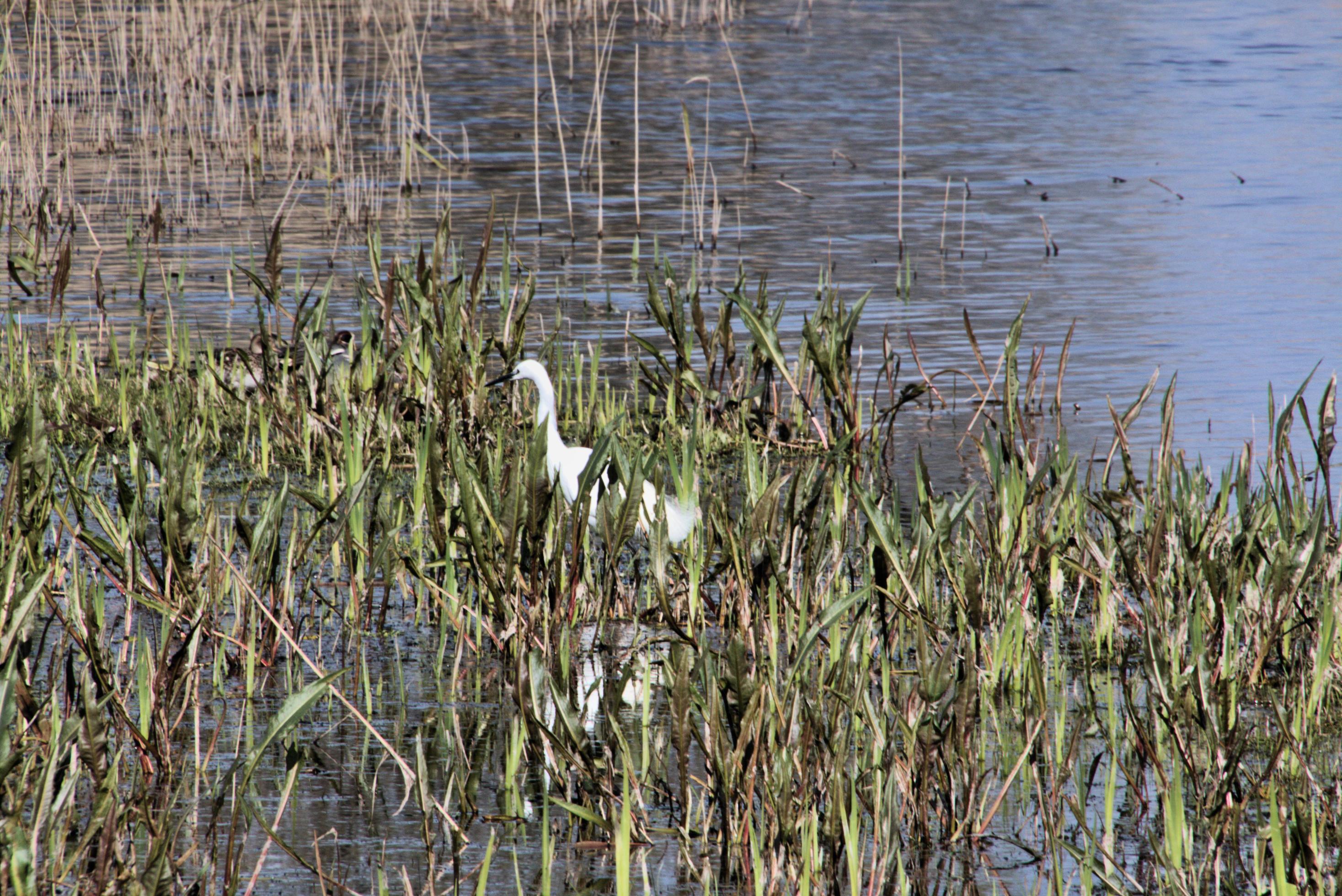 A view of a White Ibis at Leighton Moss Nature Reserve. Stock Free