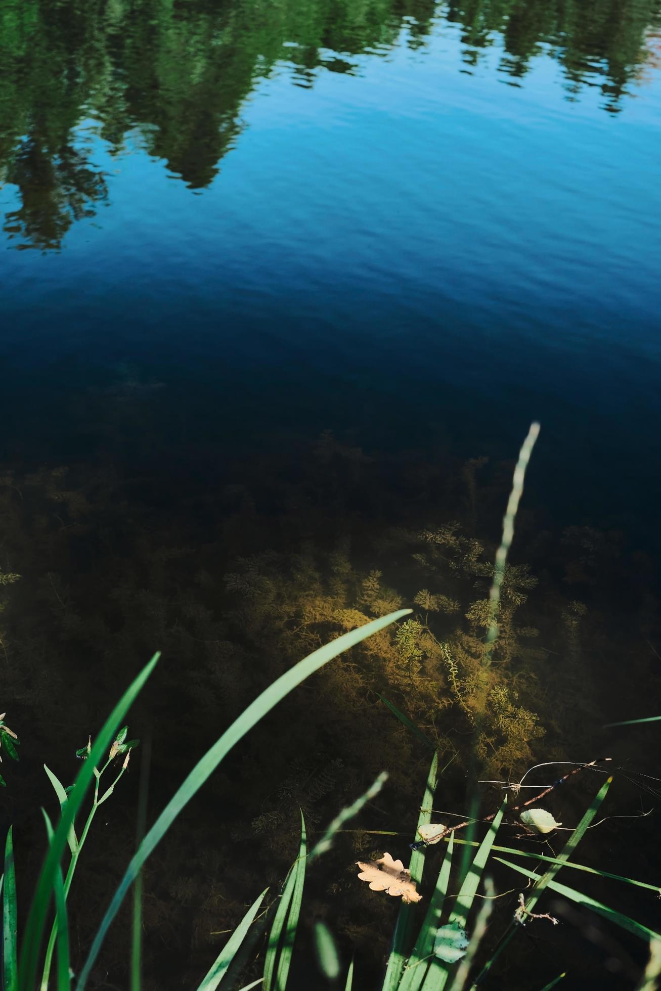 Forest lake at noon, algae in the depths of the lake, natural background. Top view, forest ecosystem vertical frame idea for wallpaper or banner Stock Free