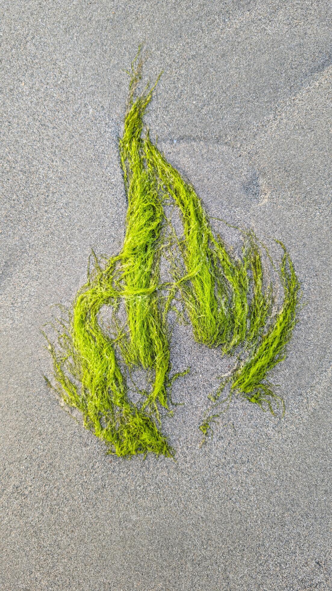 Closeup of green seaweed on sandy beach, water plants, nature background Stock Free