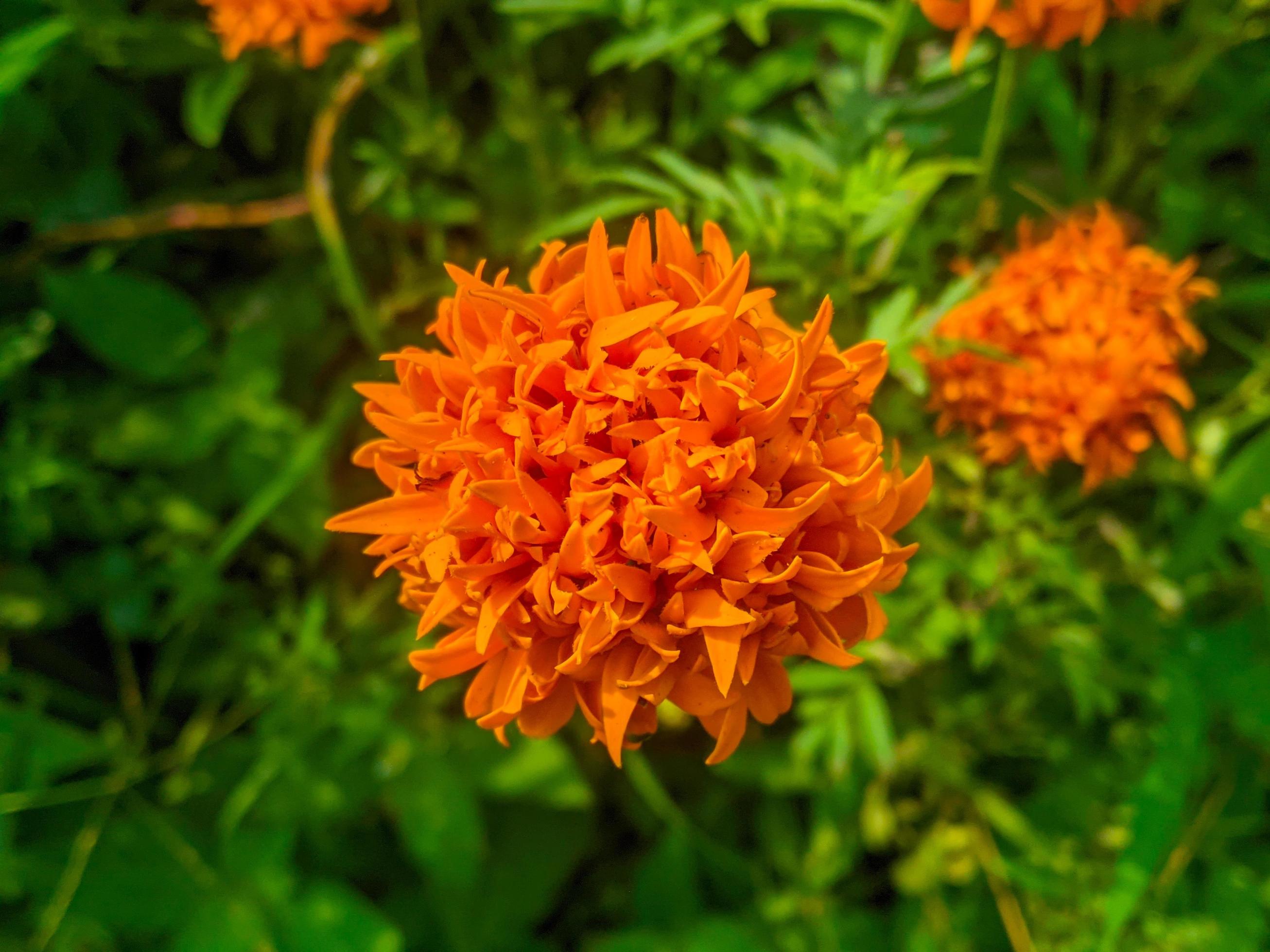 Orange marigold flowers. This flower has the meaning of beauty, wealth, fame, and warmth Stock Free