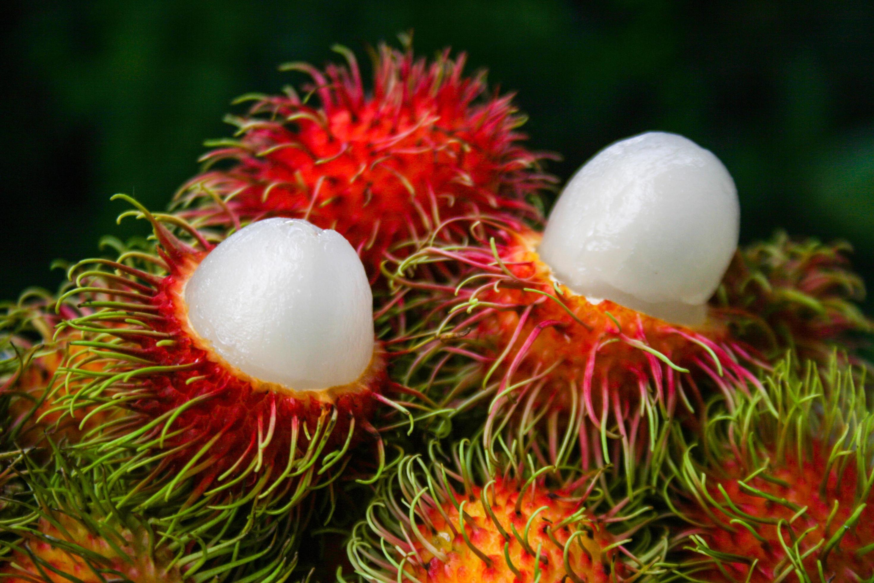 Thai fruit, sweet rambutan, beautiful color from the south of Thailand. Stock Free