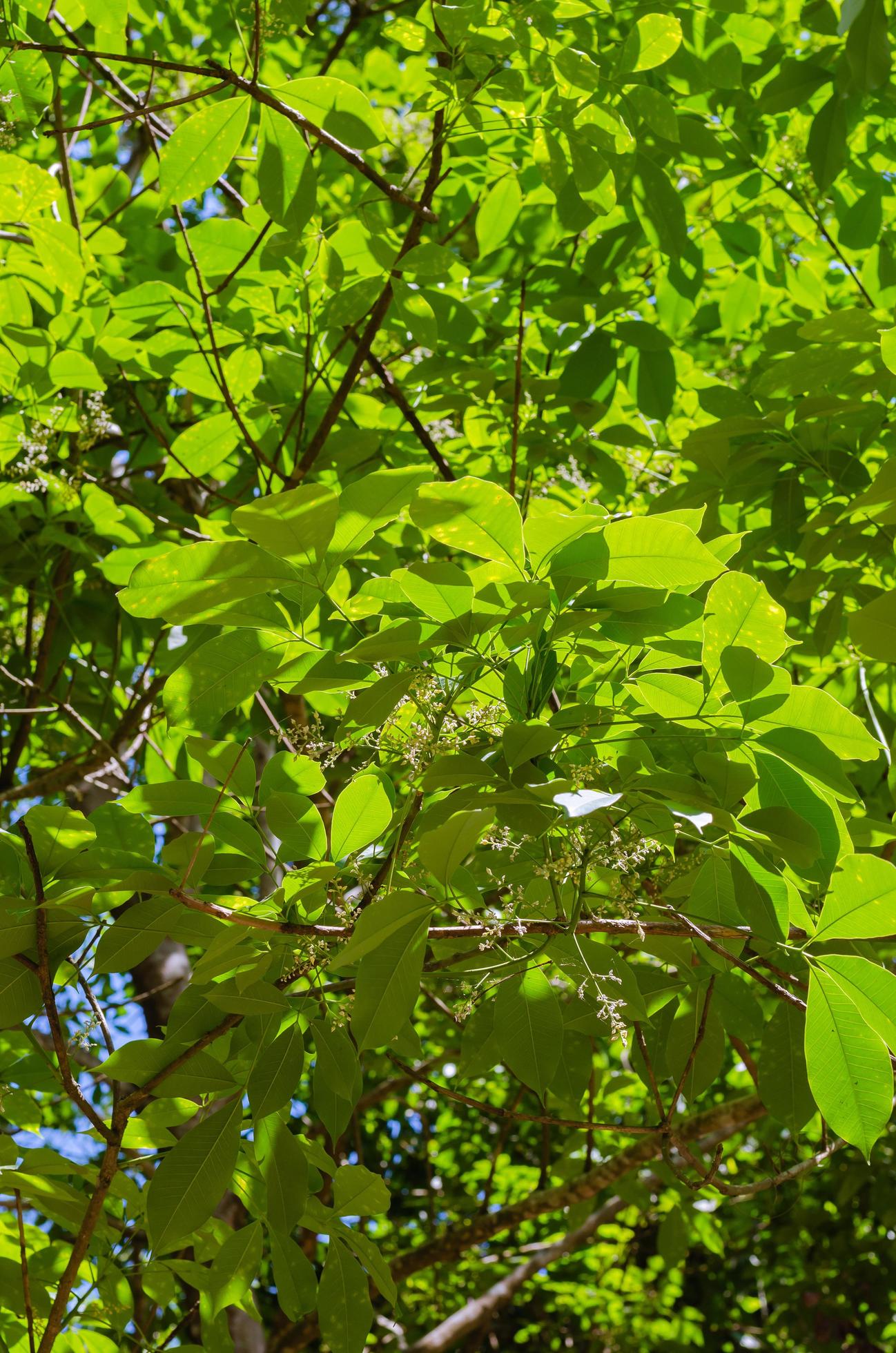 Green Foliage for Natural Concept Background Stock Free