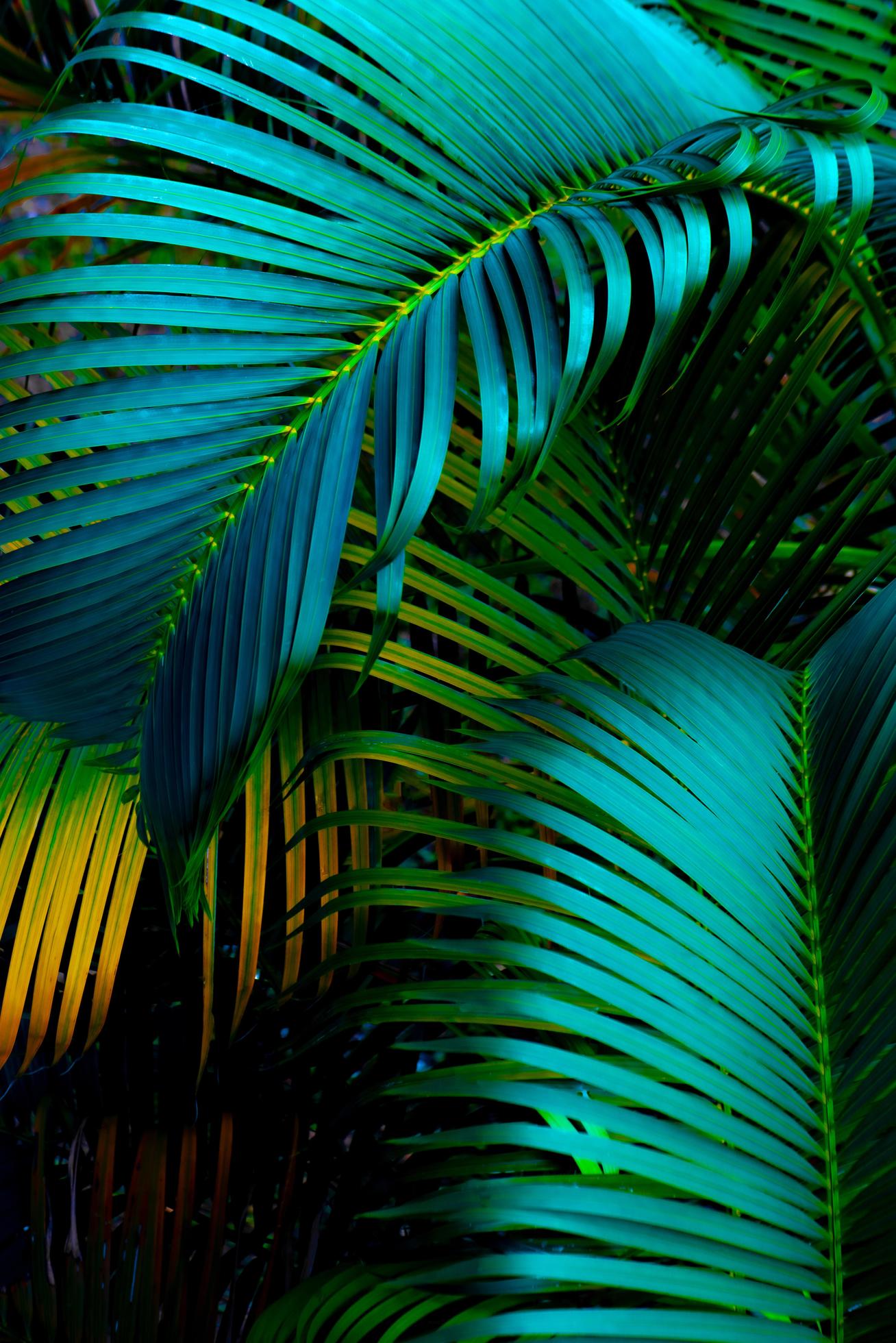 The natural background of palm leaves in a tropical forest. Stock Free