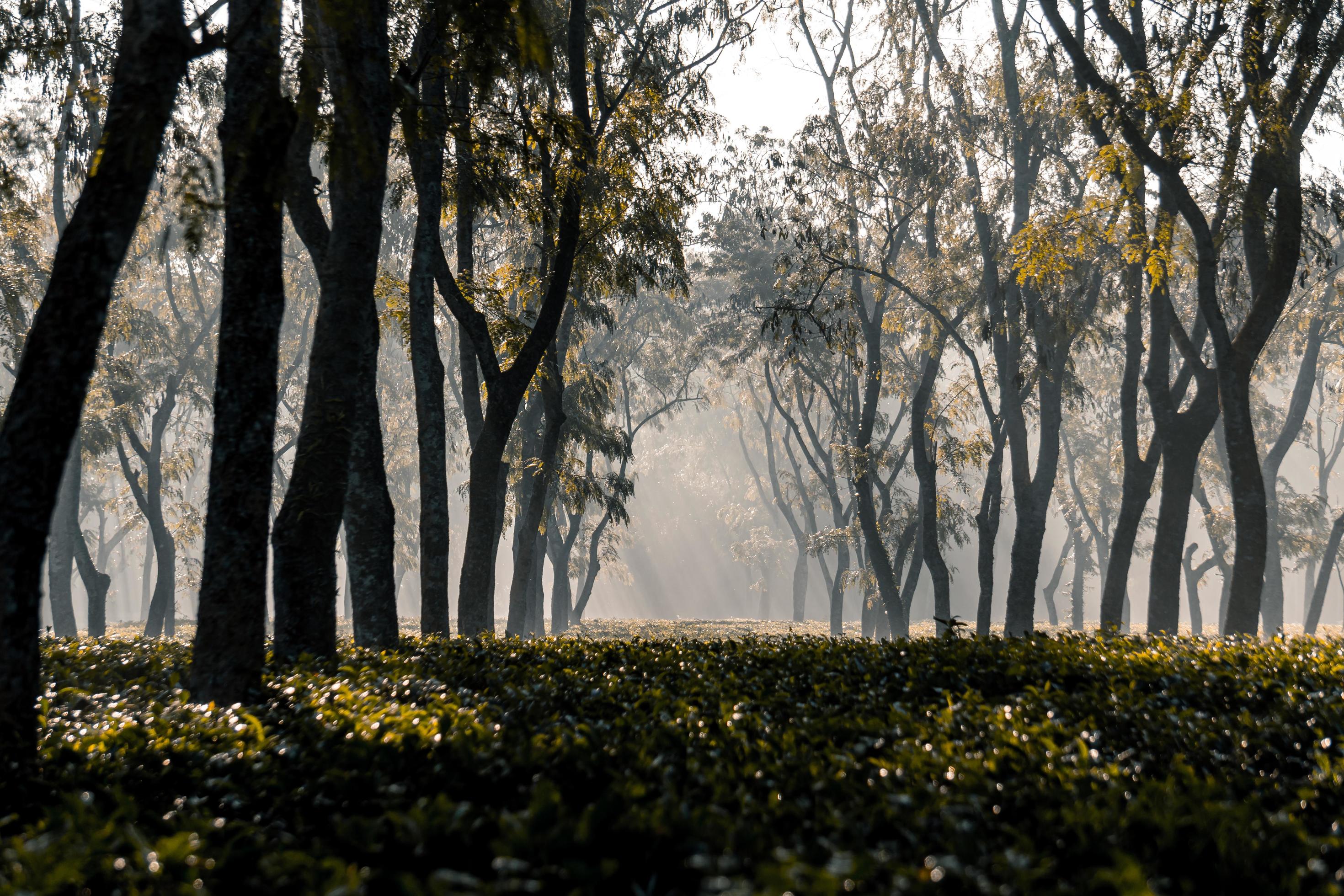 The sunrise as it rises in the foggy morning of winter at tea garden Stock Free