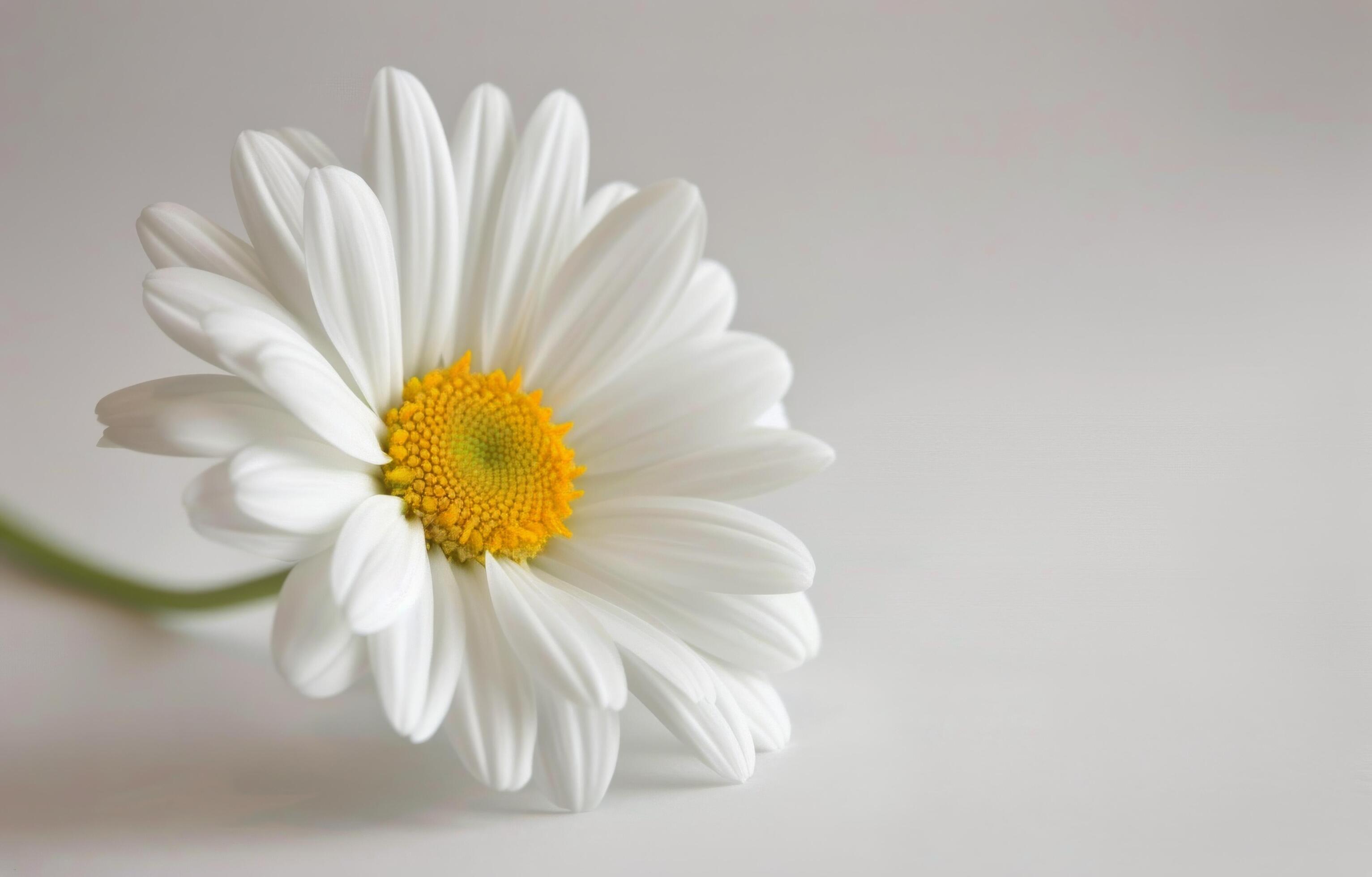 Single White Daisy on a Light Background Stock Free