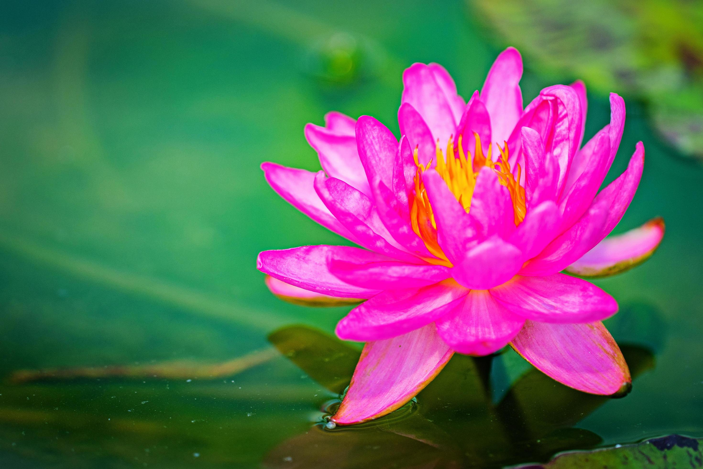 Close up lotus flower Stock Free