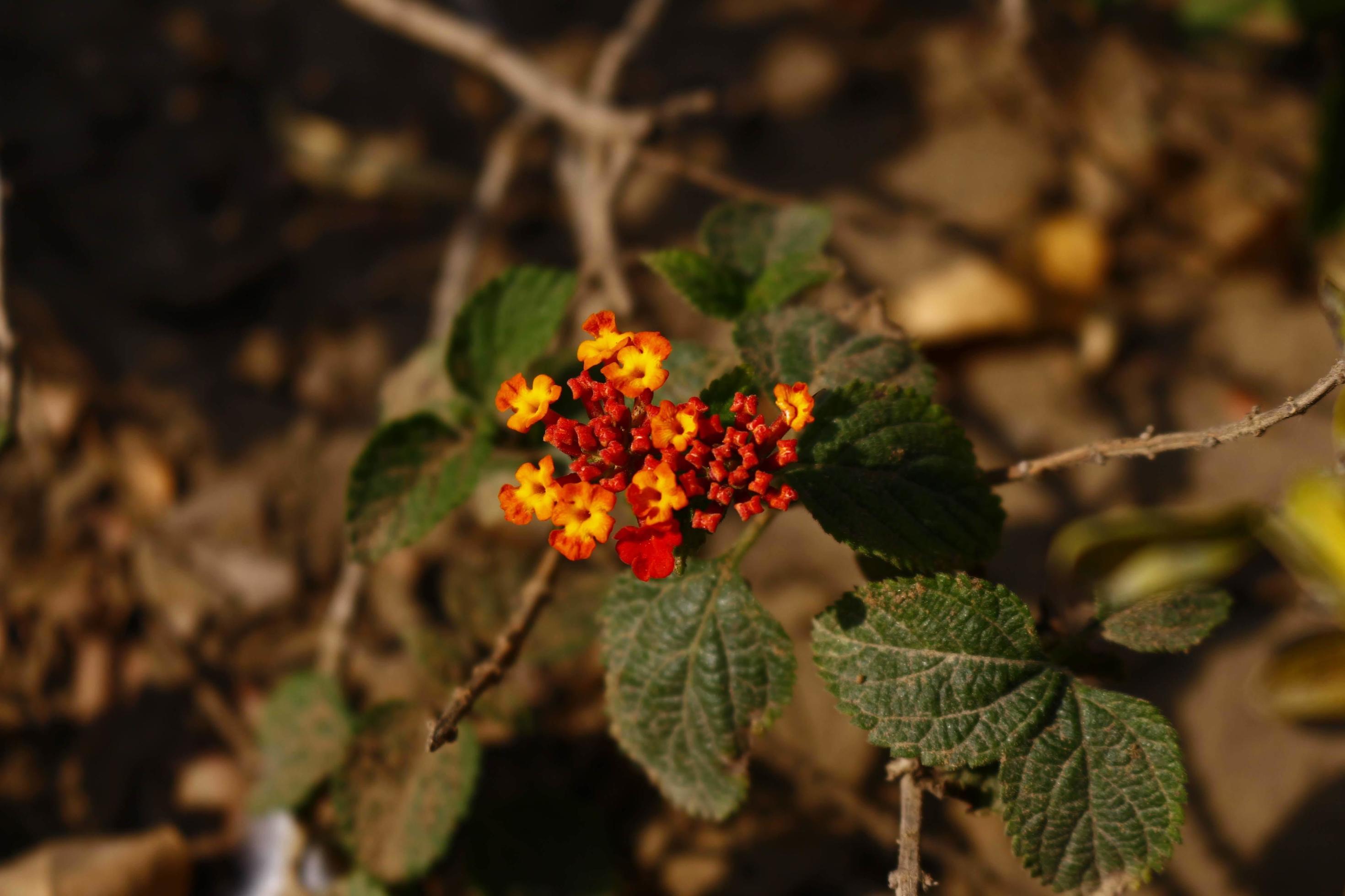 Bright Colored Flowering Plants in Outdoor Garden In Karachi Pakistan 2022 Stock Free