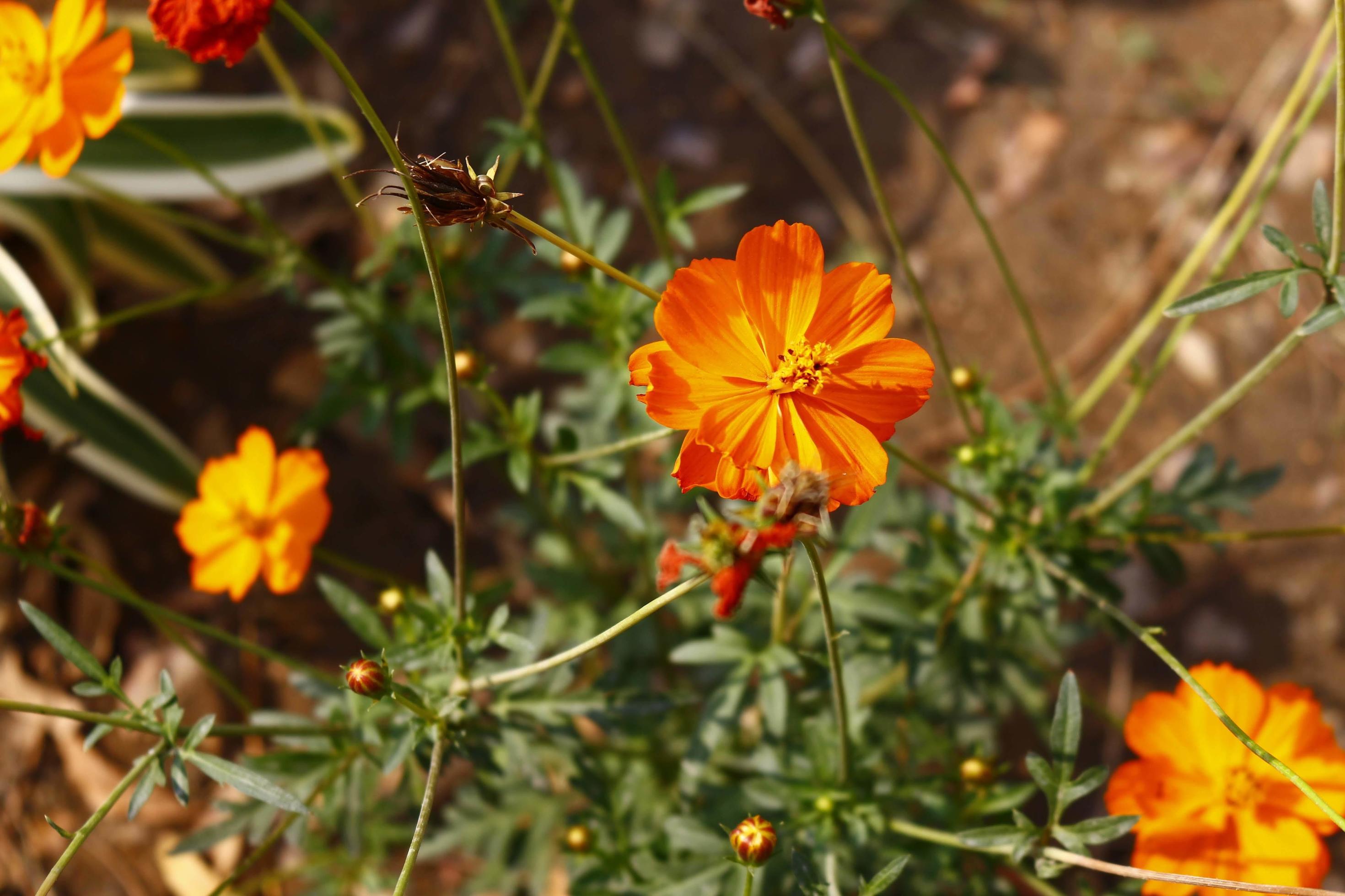 Flowering Plants in Outdoor Garden in Karachi Pakistan 2022 Stock Free